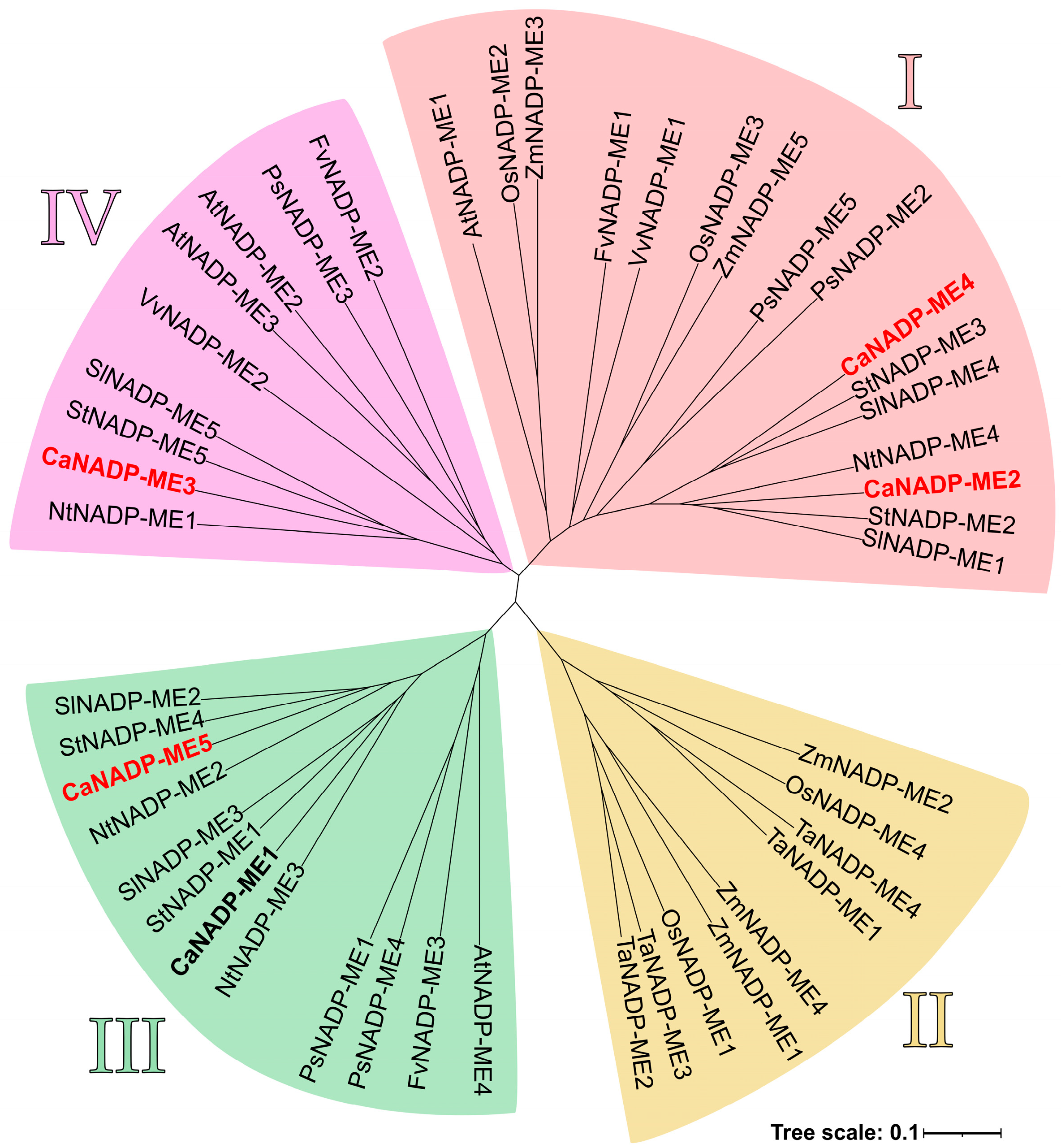 Plants 12 02353 g004 Plants 12 02353 g004
