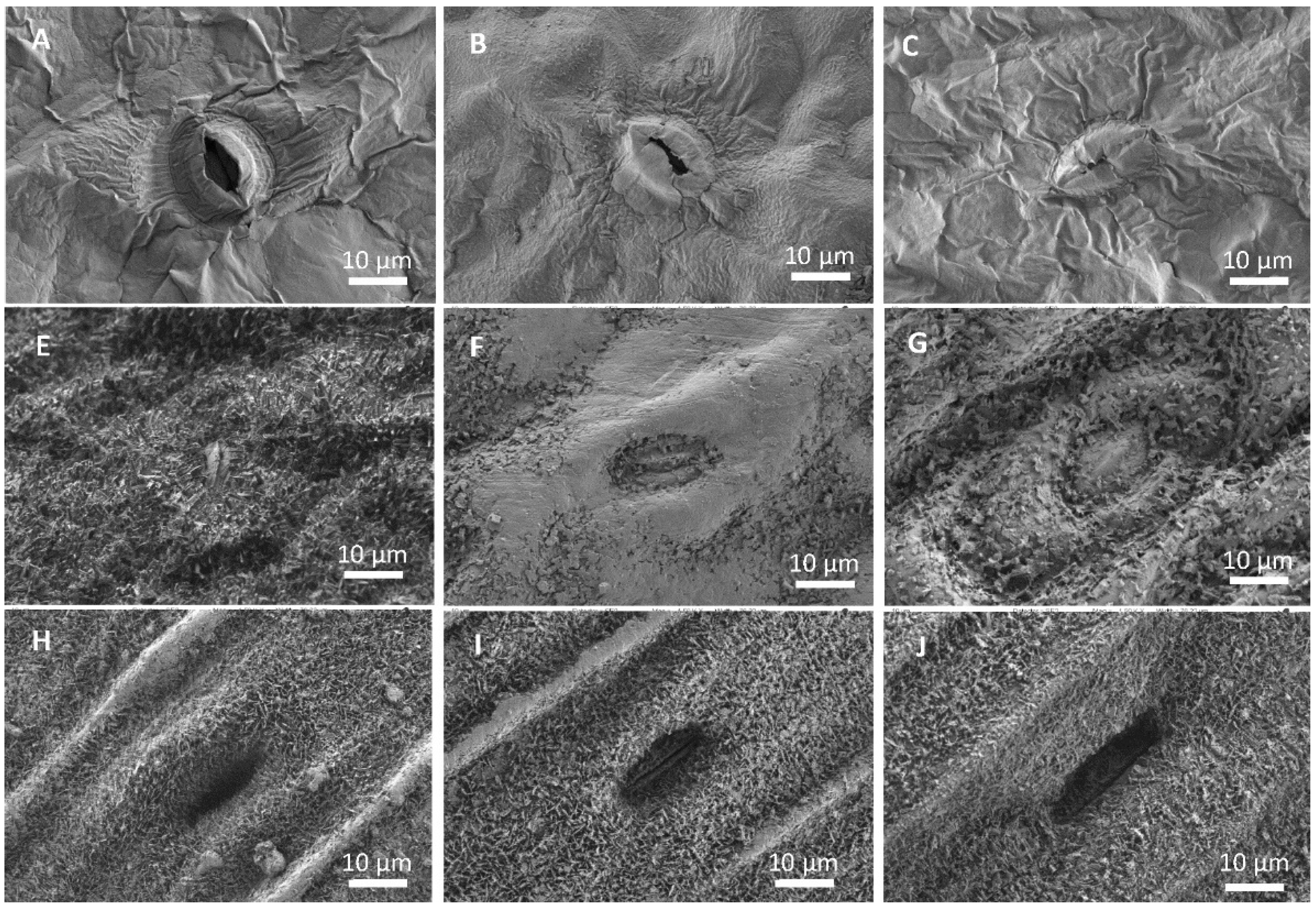 Plants 12 02357 g002 Plants 12 02357 g002