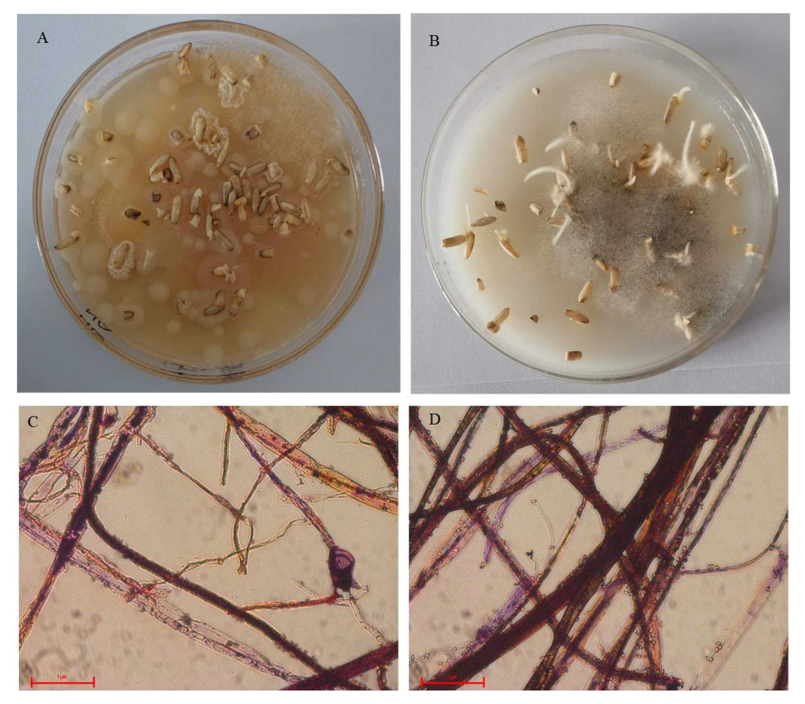 Plants 12 02358 g001 Plants 12 02358 g001