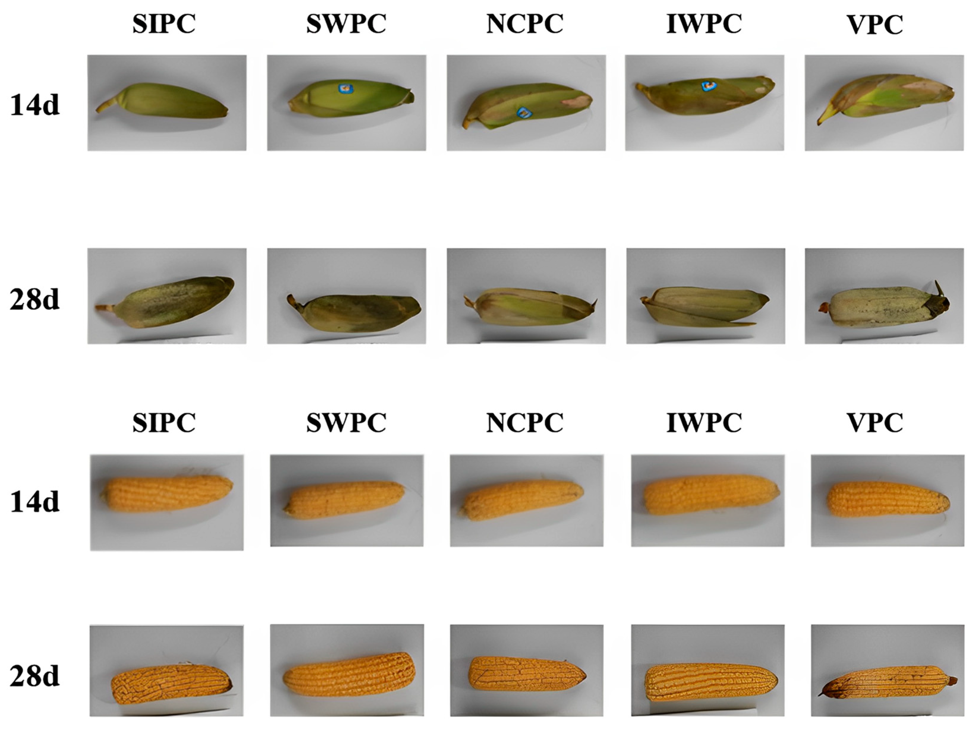 Plants 12 02370 g004