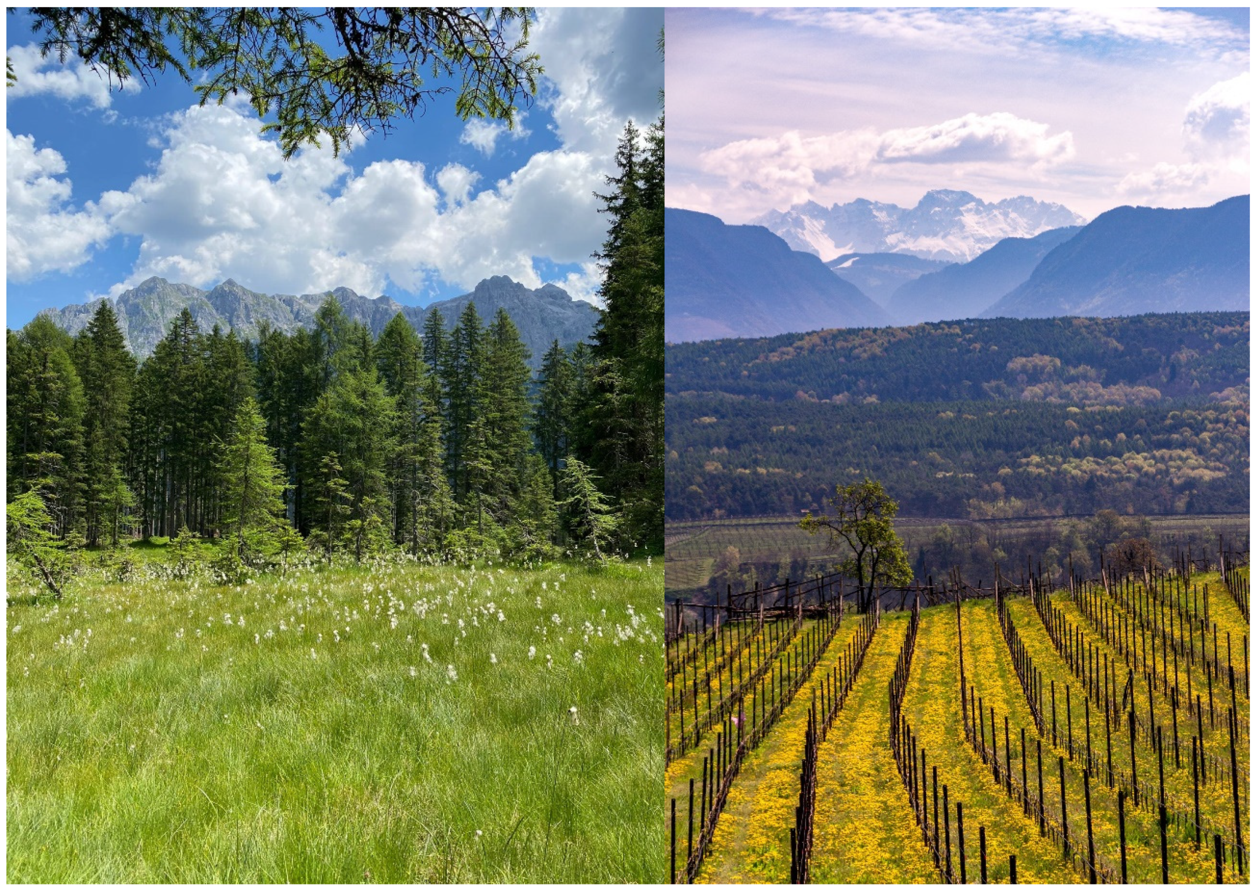 Plants 12 02372 g008 Plants 12 02372 g008