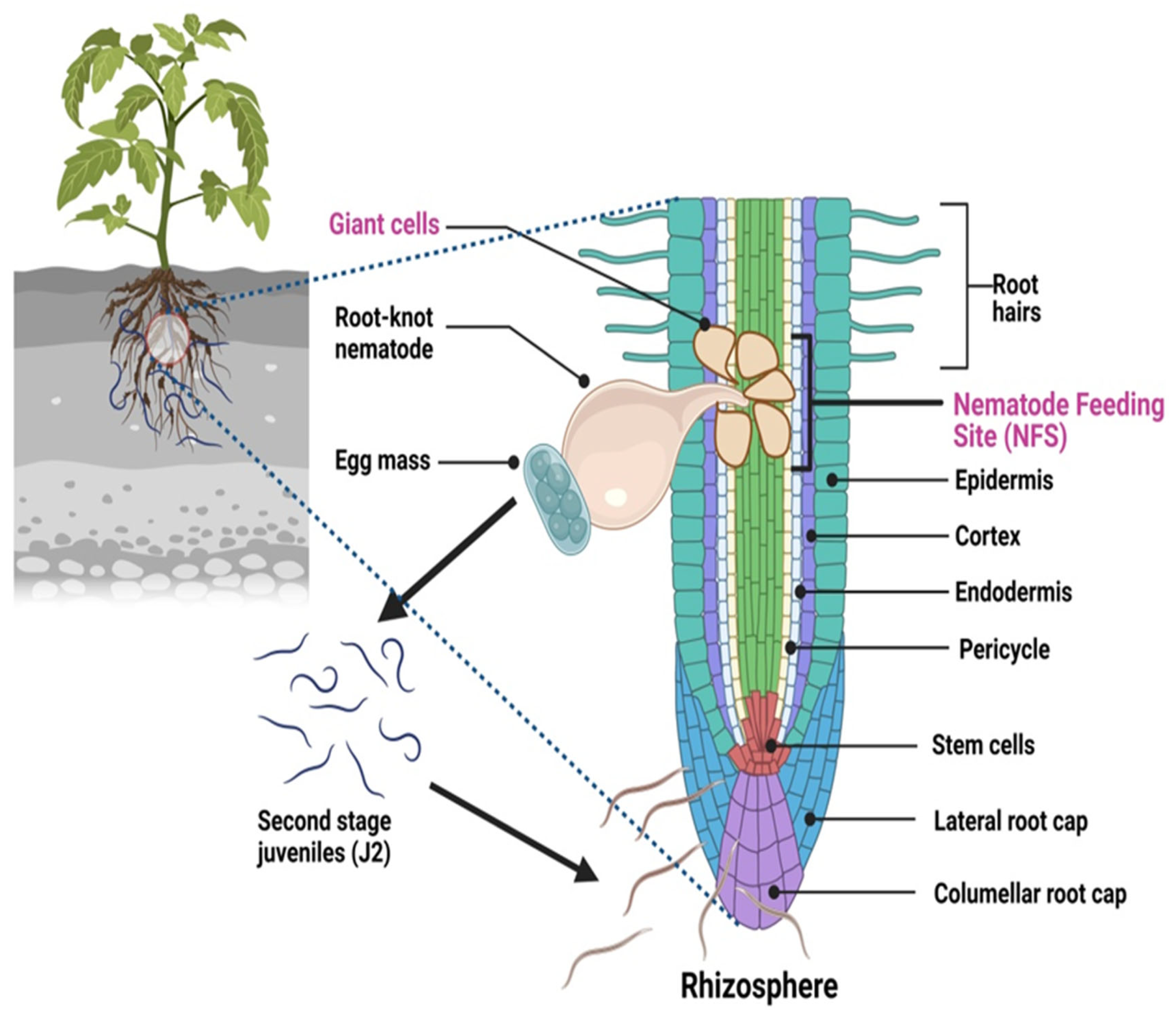 How Nematode Pheromones Can Help Gardeners