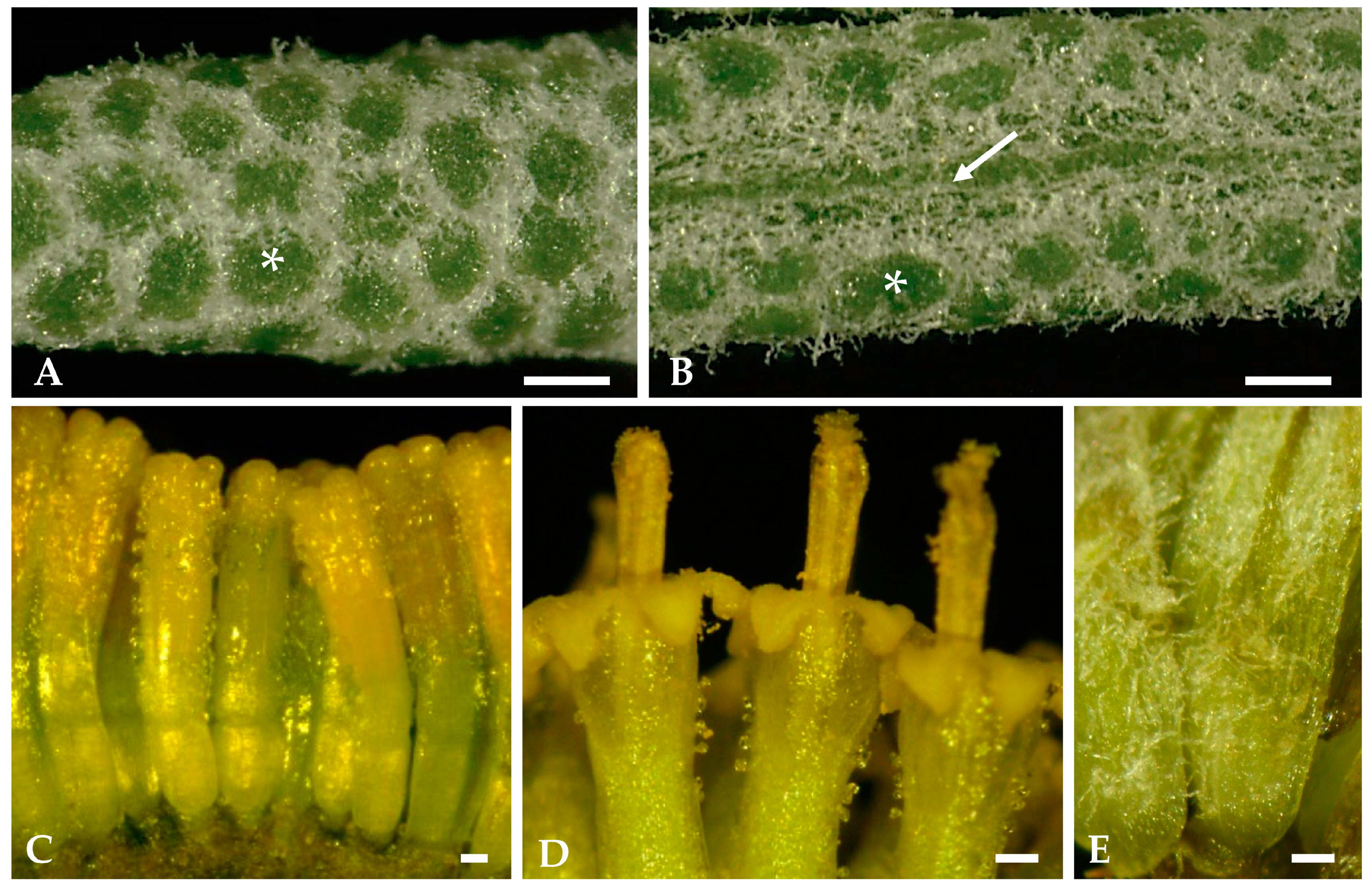 Plants 12 02391 g002 Plants 12 02391 g002