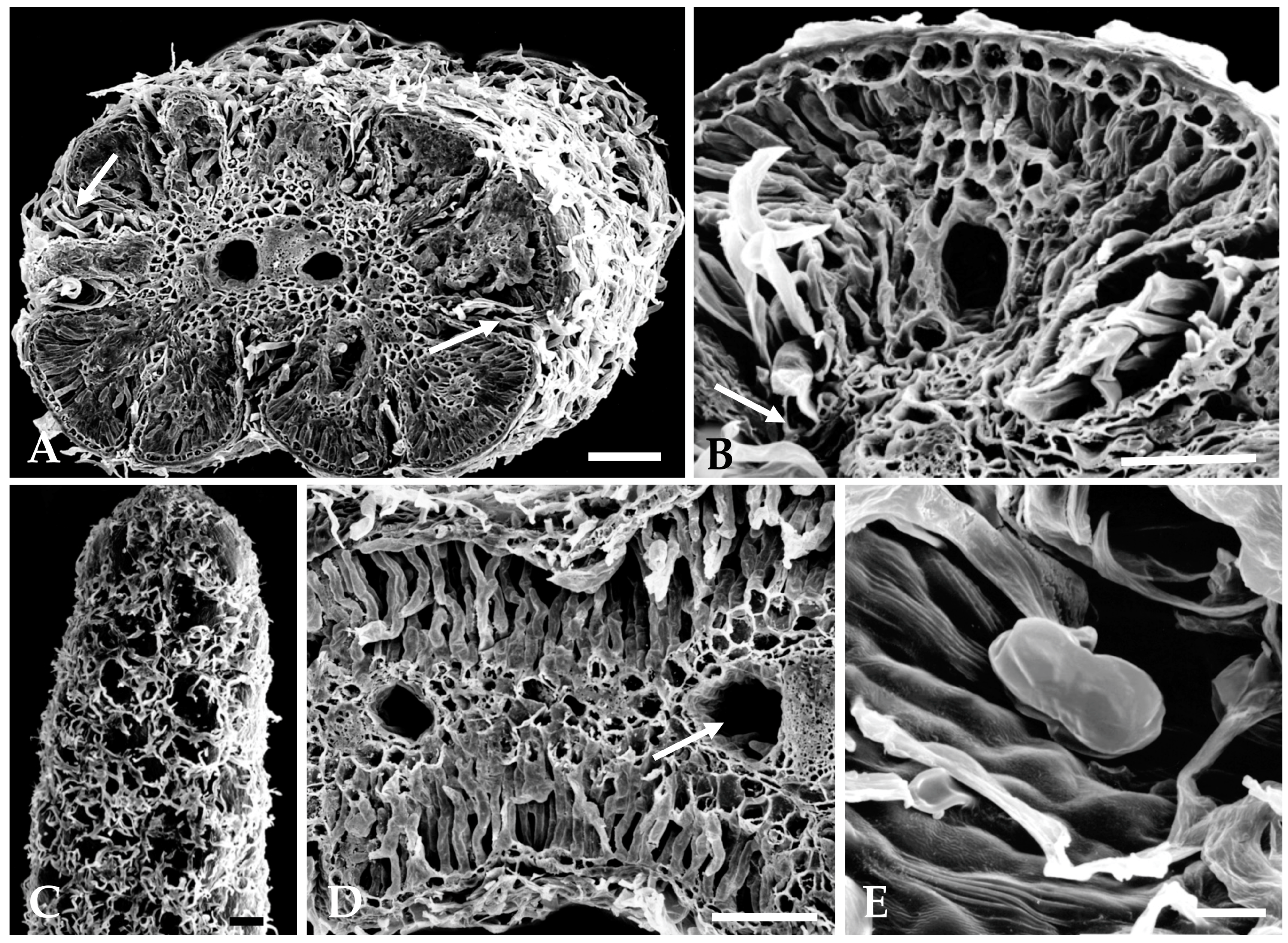 Plants 12 02391 g003 Plants 12 02391 g003