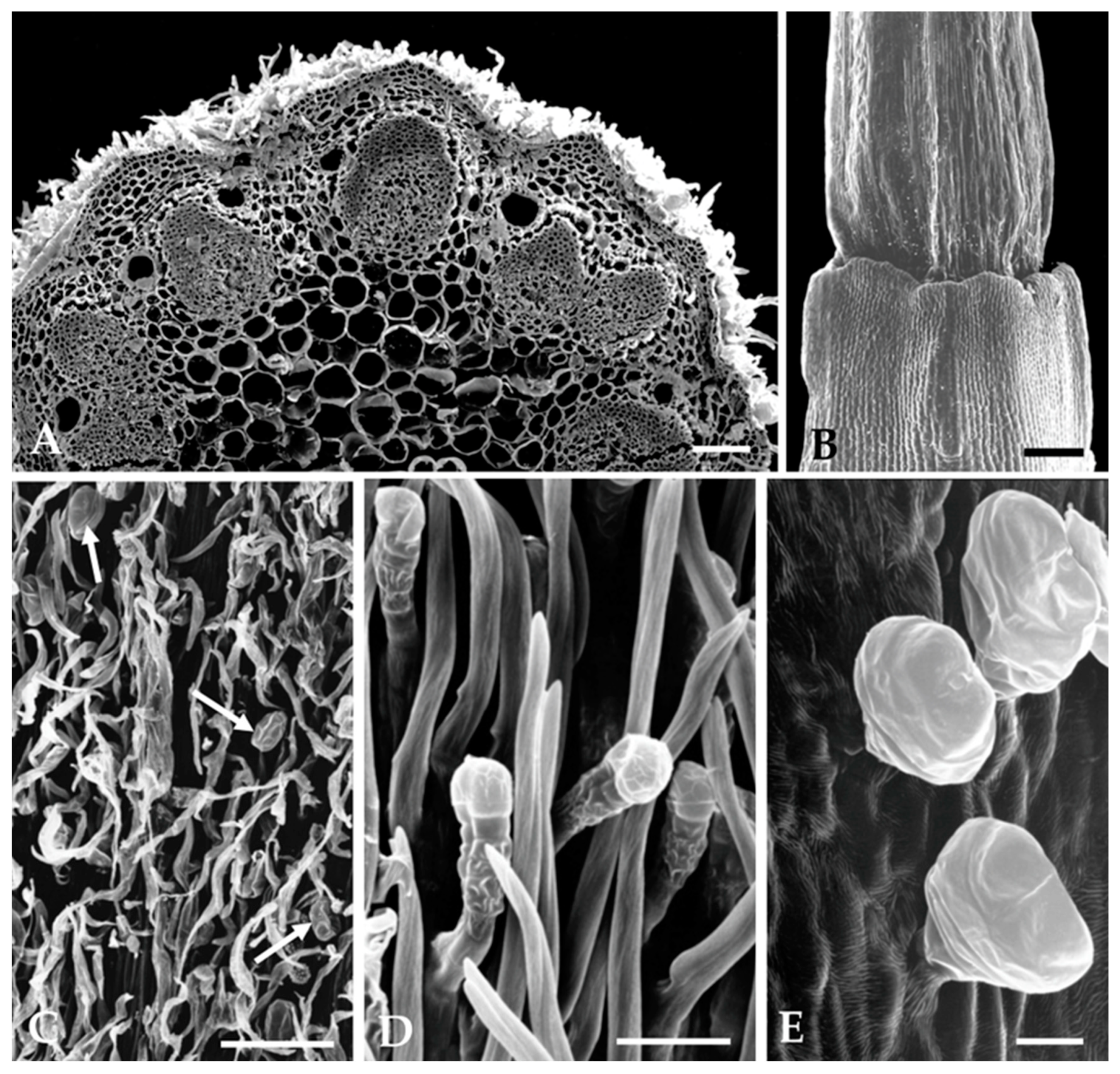 Plants 12 02391 g004 Plants 12 02391 g004