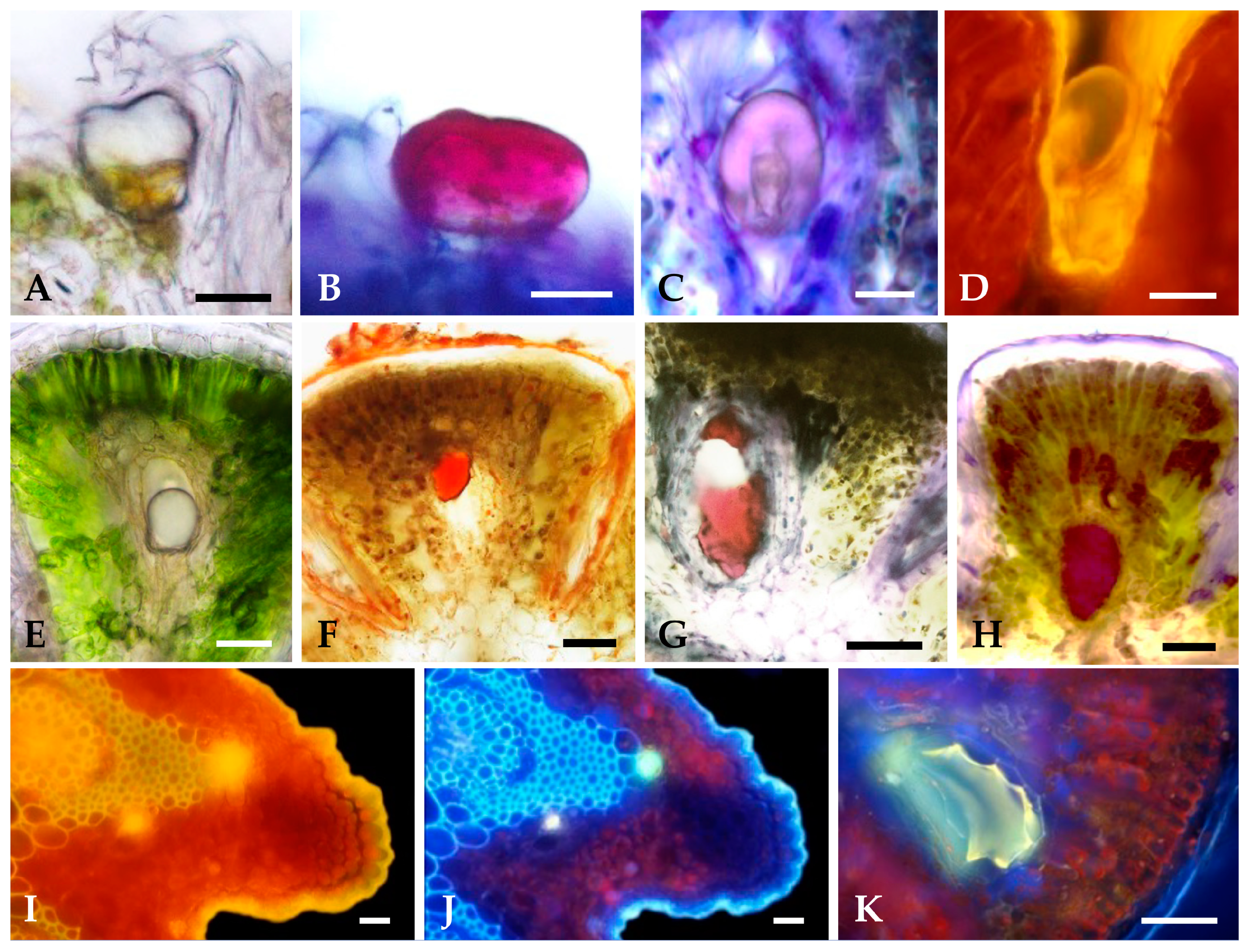 Plants 12 02391 g006 Plants 12 02391 g006