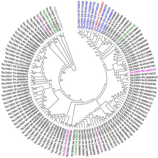 Molecular Characterization of a Recombinant Isolate of Tomato Leaf Curl ...