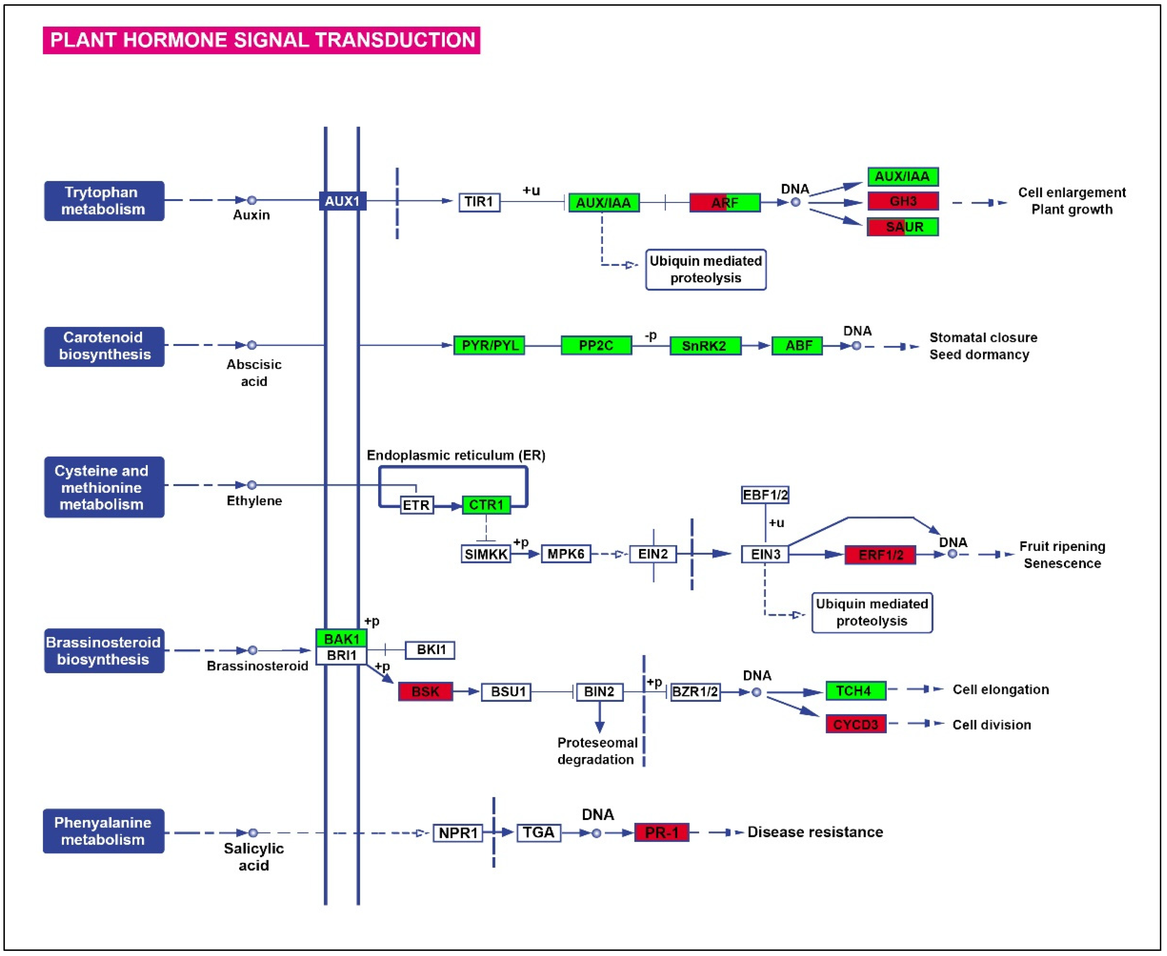 Plants 12 02404 g002
