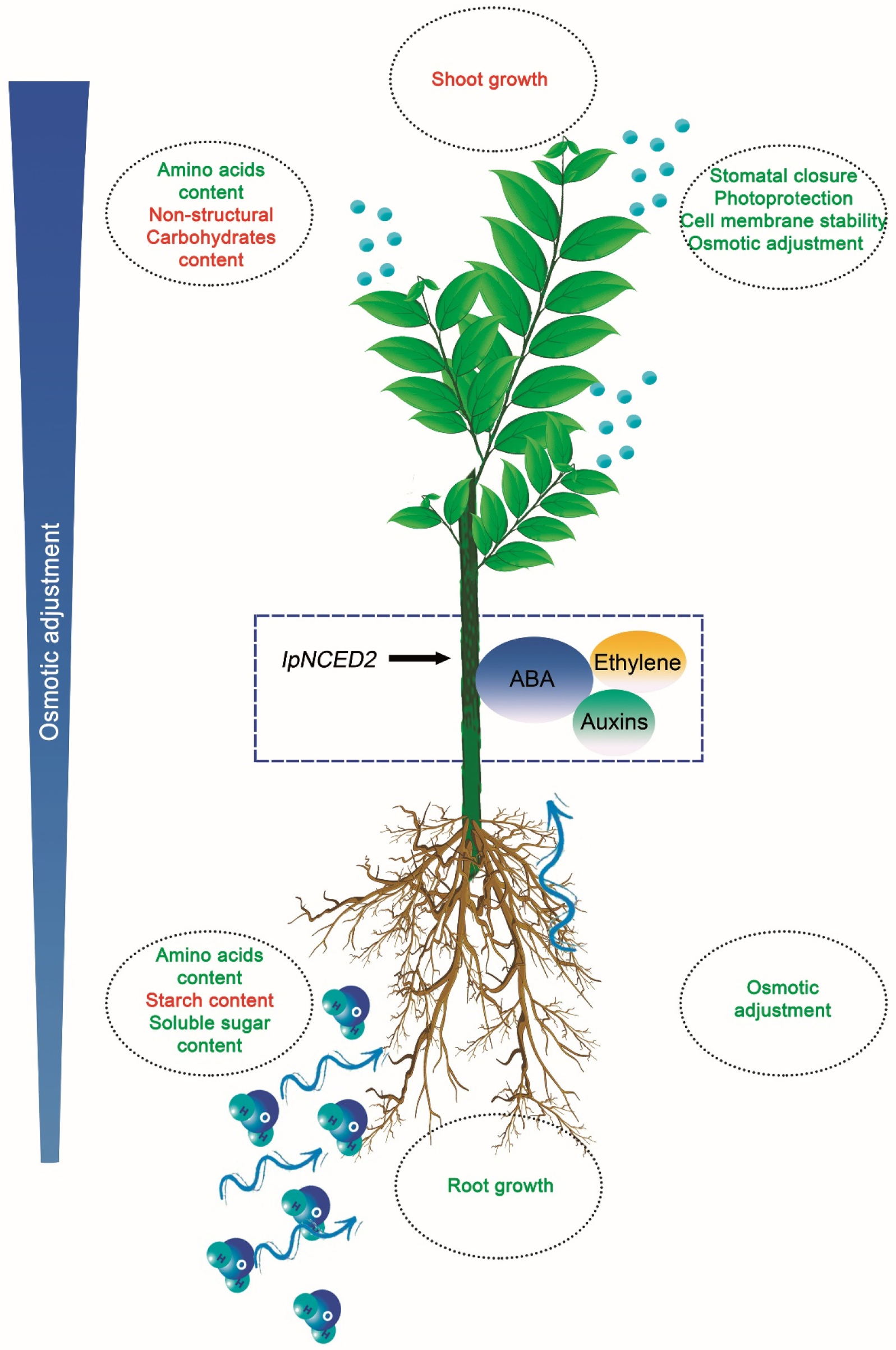 Plants 12 02404 g006