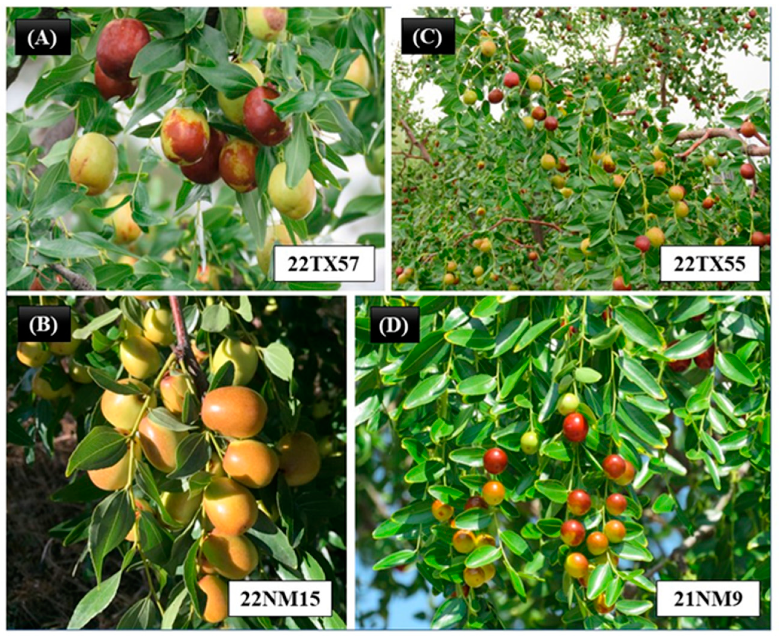 Plants 12 02405 g007 Plants 12 02405 g007