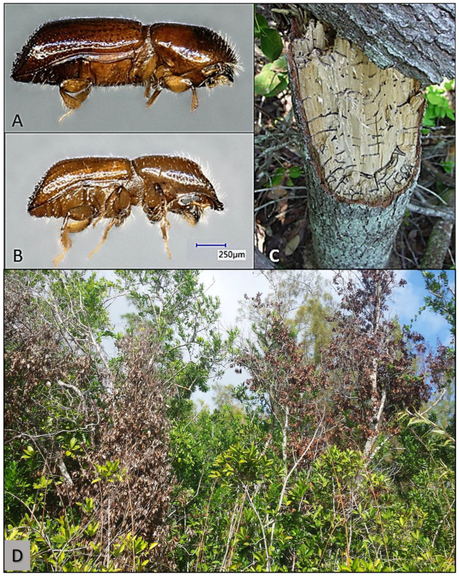 Plants Free Full-Text A New Repellent for Redbay Ambrosia Beetle (Coleoptera Curculionidae Scolytinae), Primary Vector of the Mycopathogen That Causes Laurel Wilt
