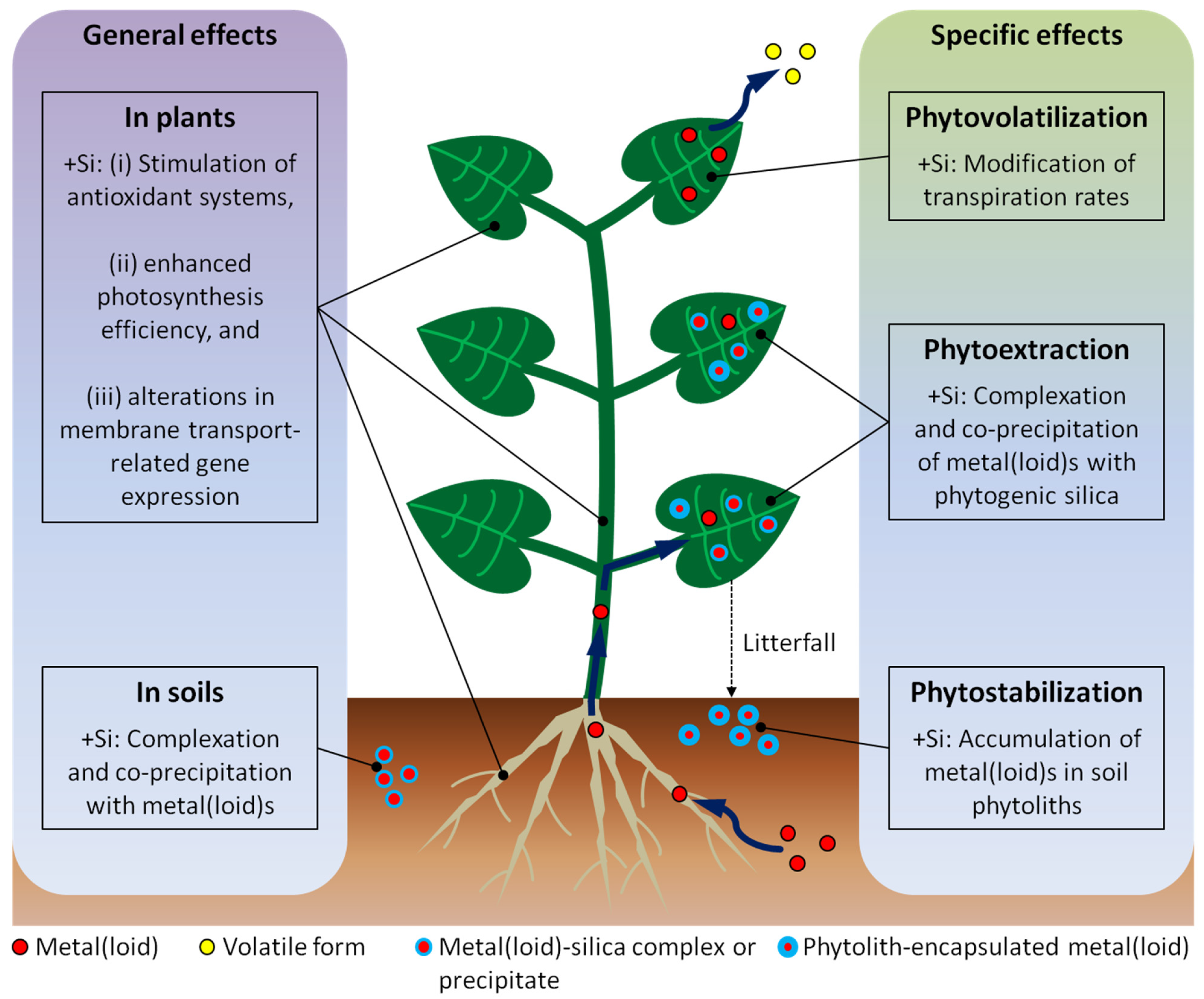Plants 12 02407 g001 Plants 12 02407 g001
