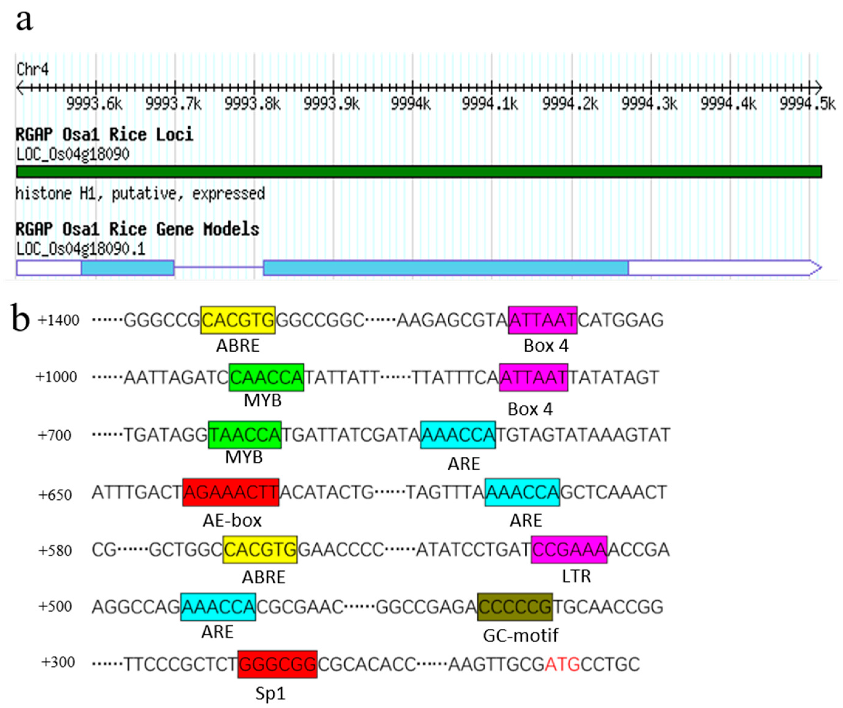 Overexpression of Rice Histone H1 Gene Reduces Tolerance to