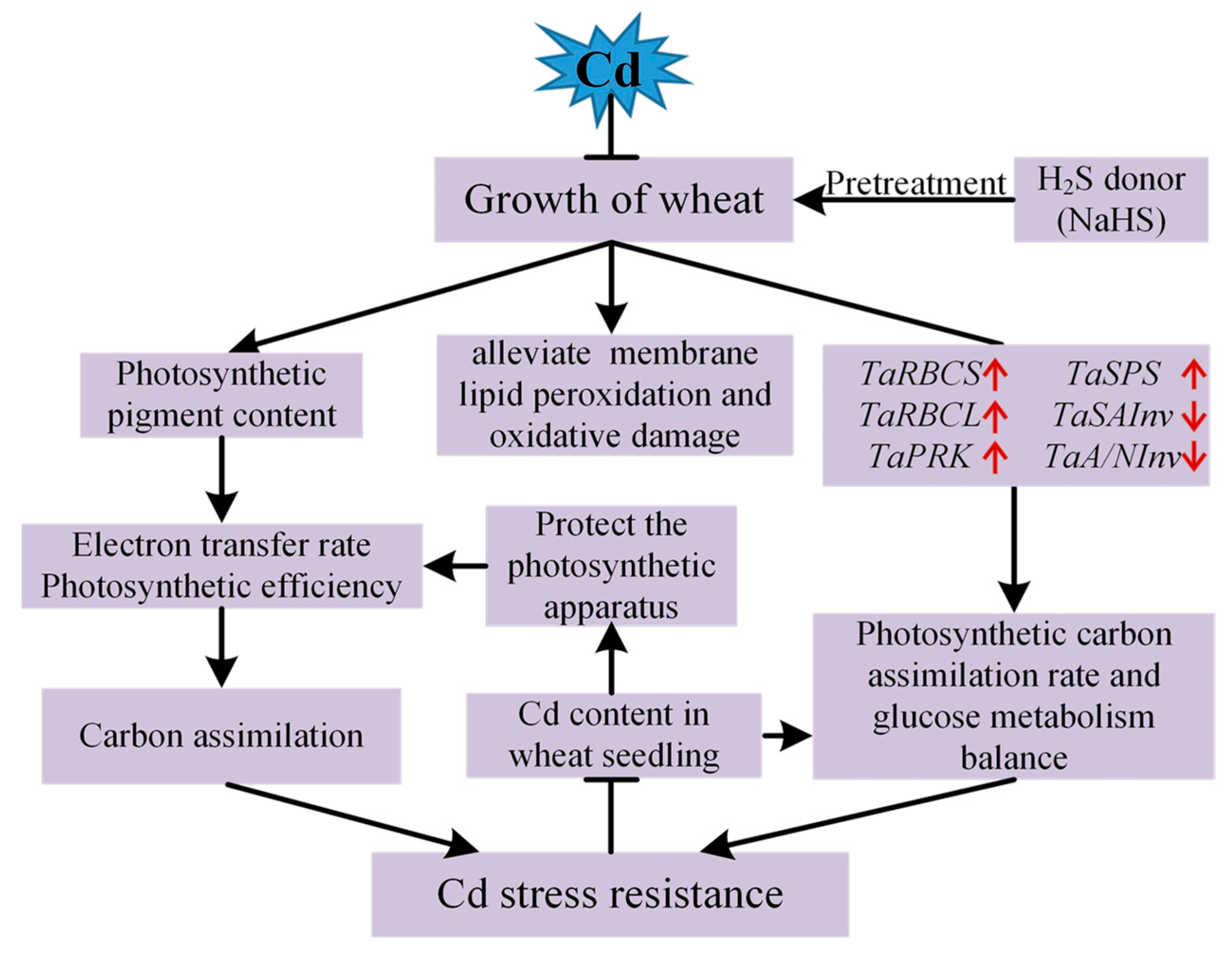 Plants 12 02413 g008