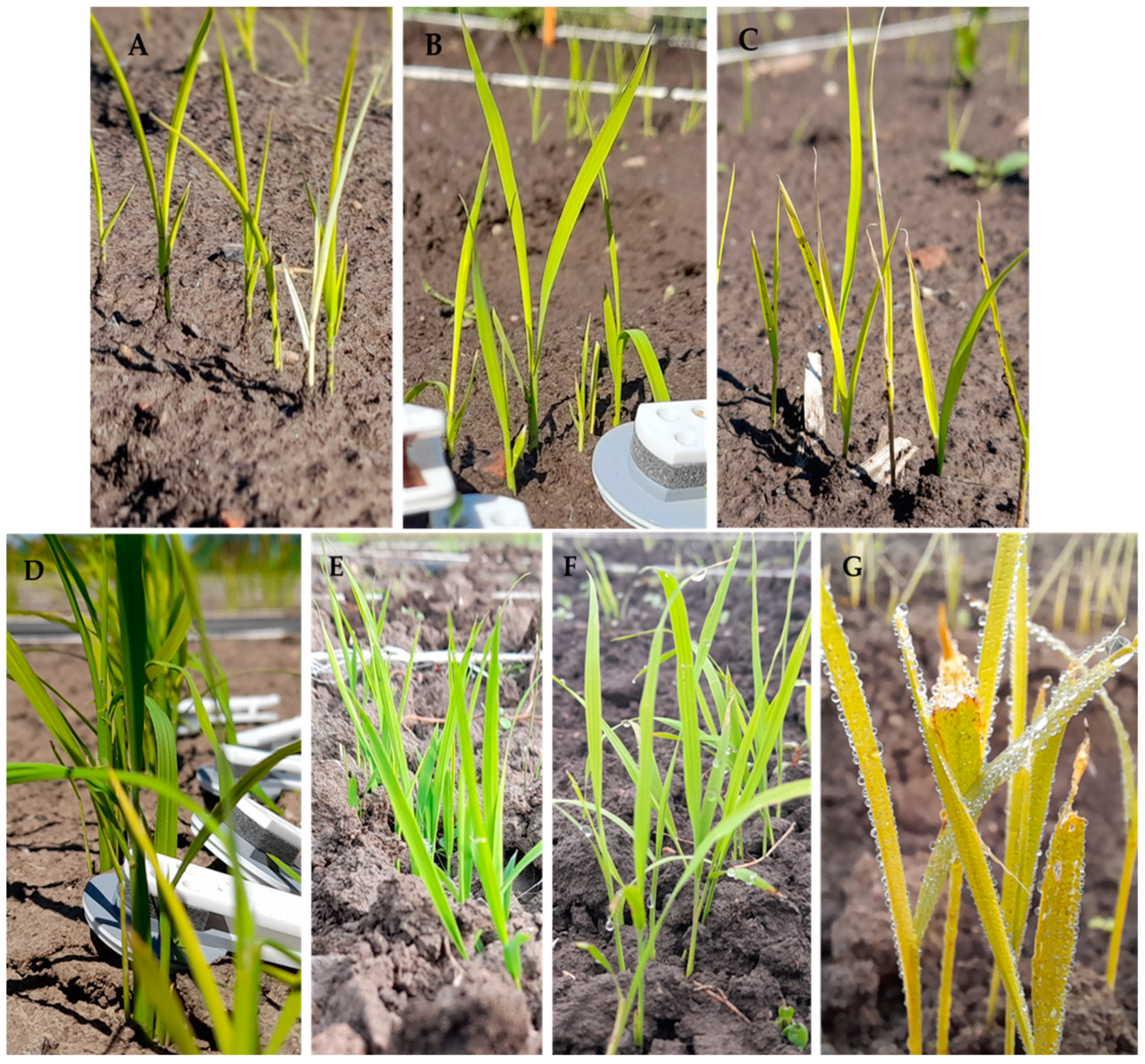 Plants 12 02415 g014 Plants 12 02415 g014