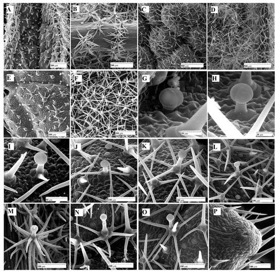 Plants Free FullText Glandular and NonGlandular Trichomes from