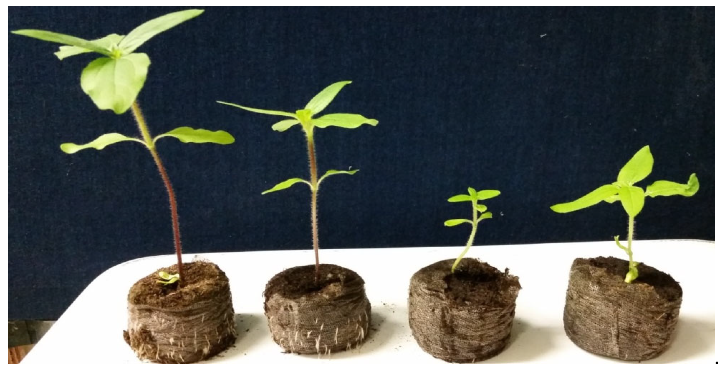 Plants 12 02430 g002 Plants 12 02430 g002