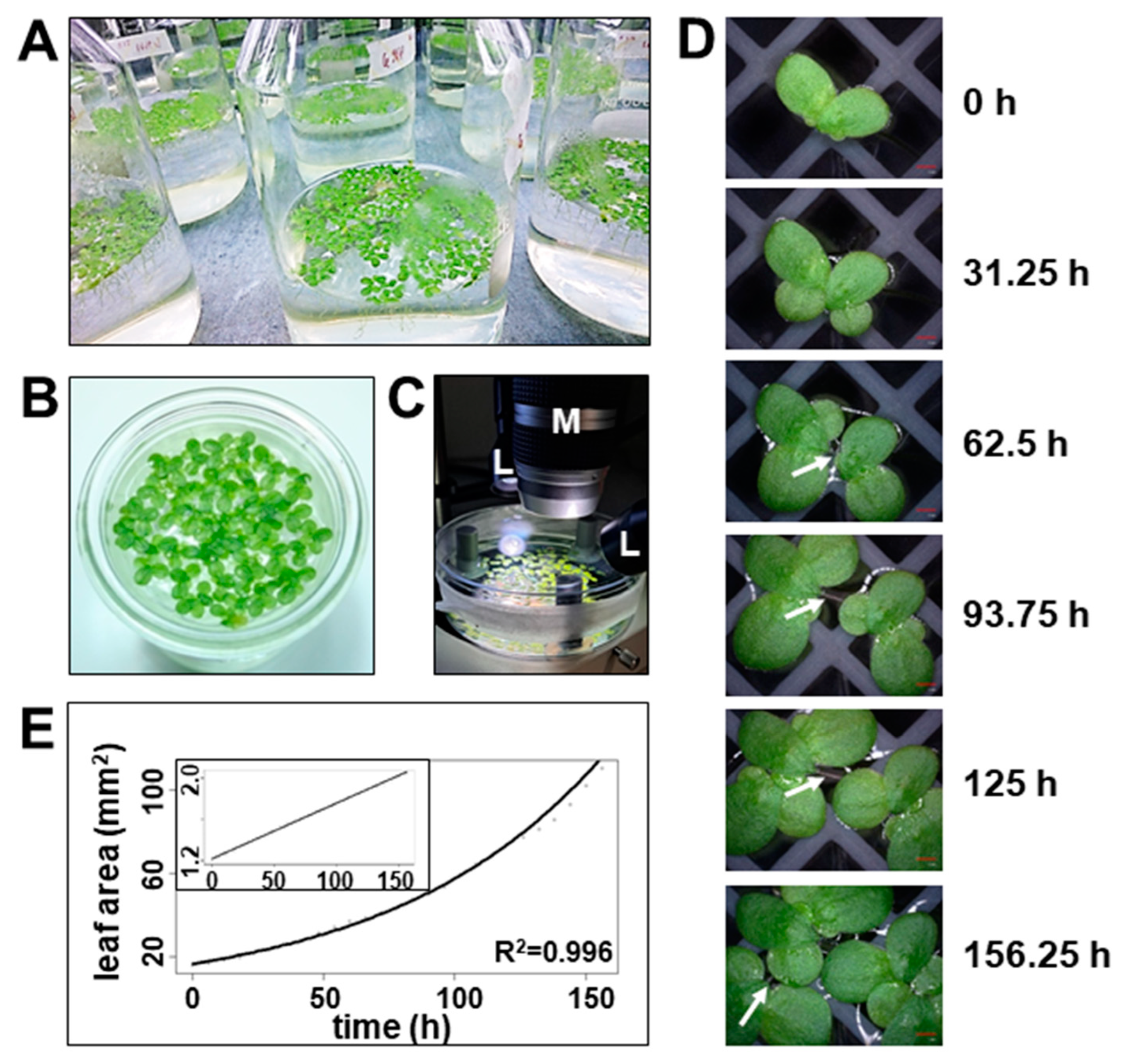 Plants 12 02442 g001