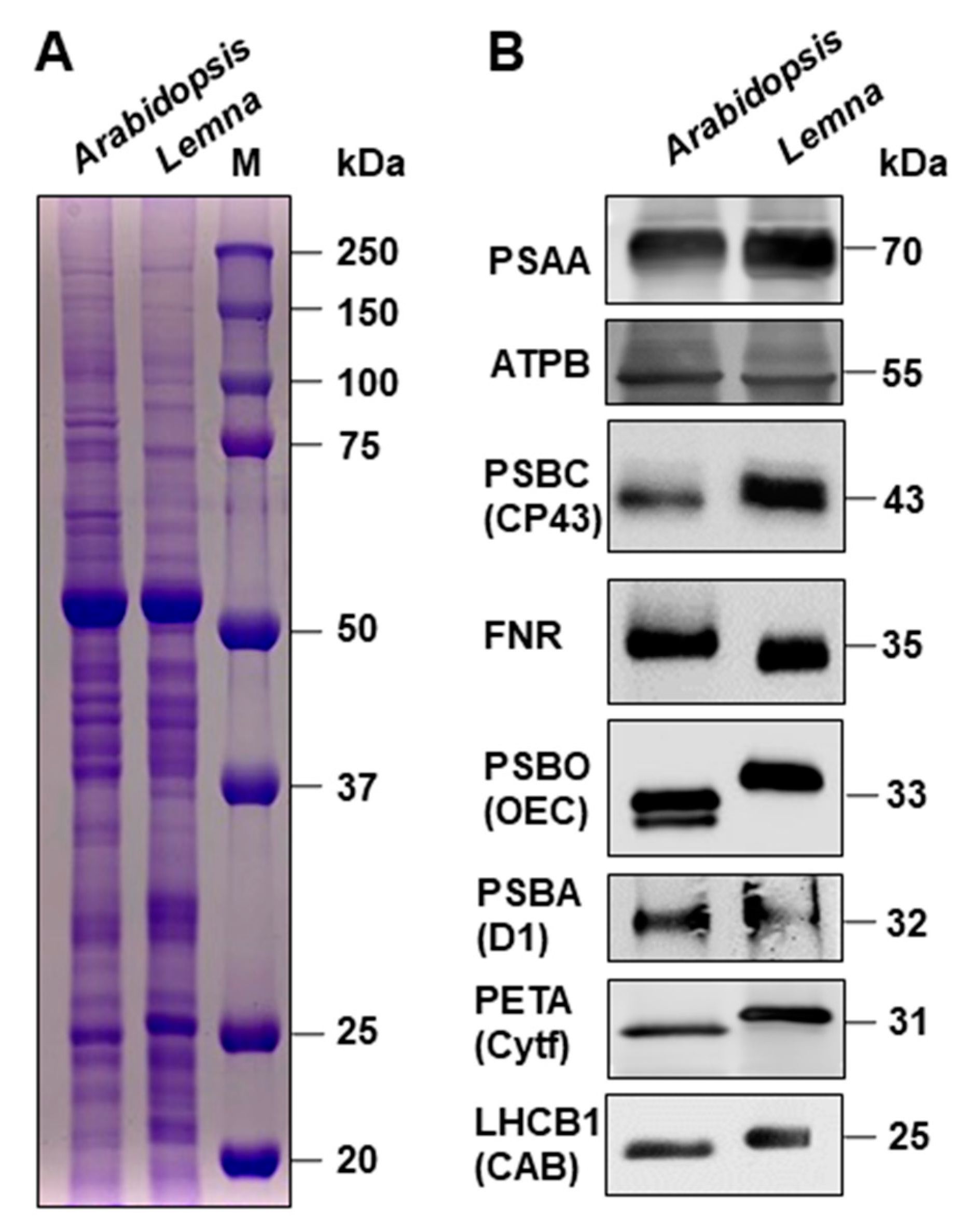 Plants 12 02442 g004