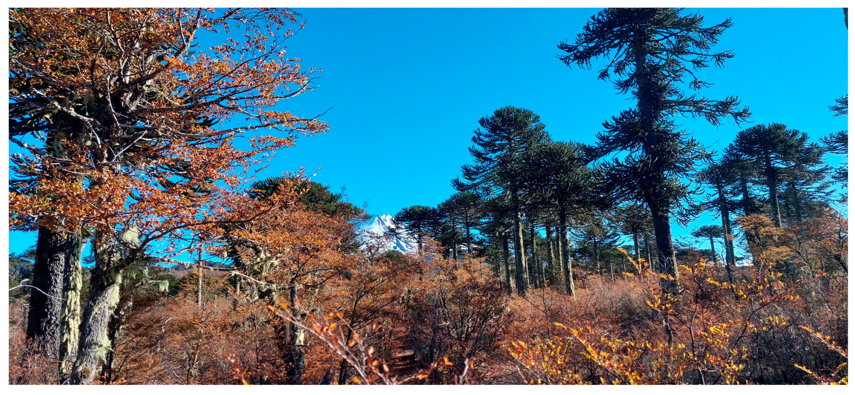 Plants 12 02452 g003 Plants 12 02452 g003