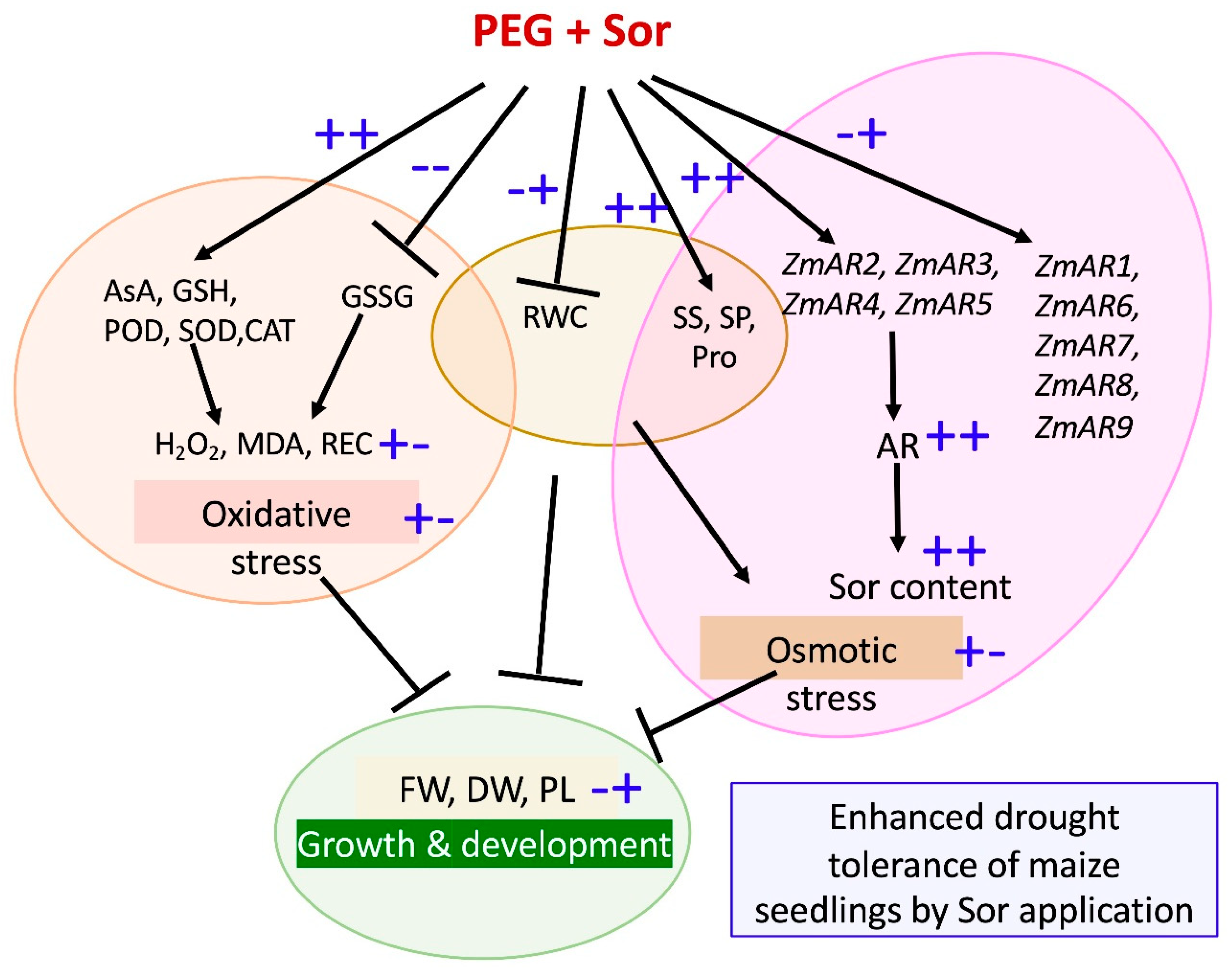 Plants 12 02456 g008 Plants 12 02456 g008