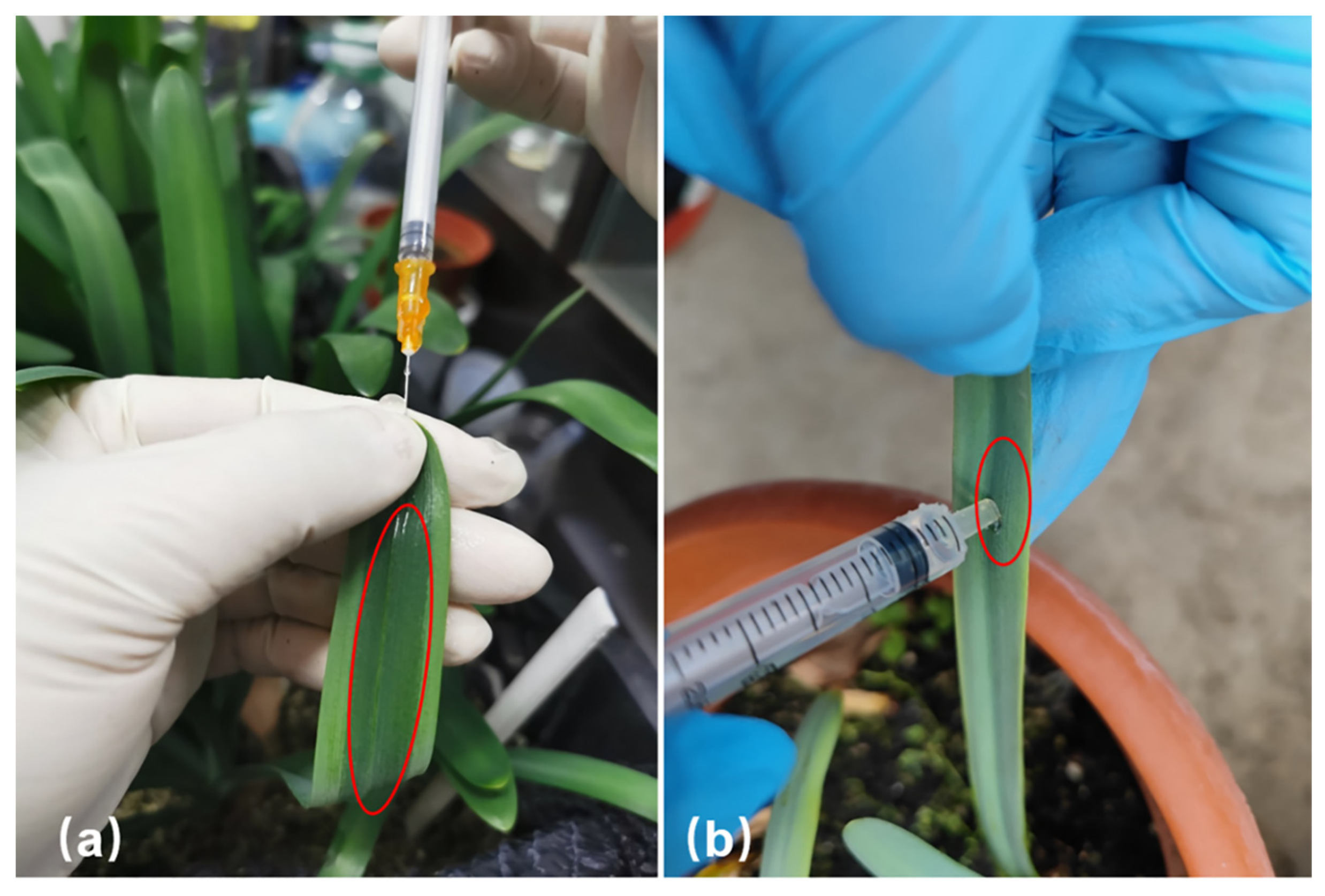 Plants 12 02458 g001 Plants 12 02458 g001