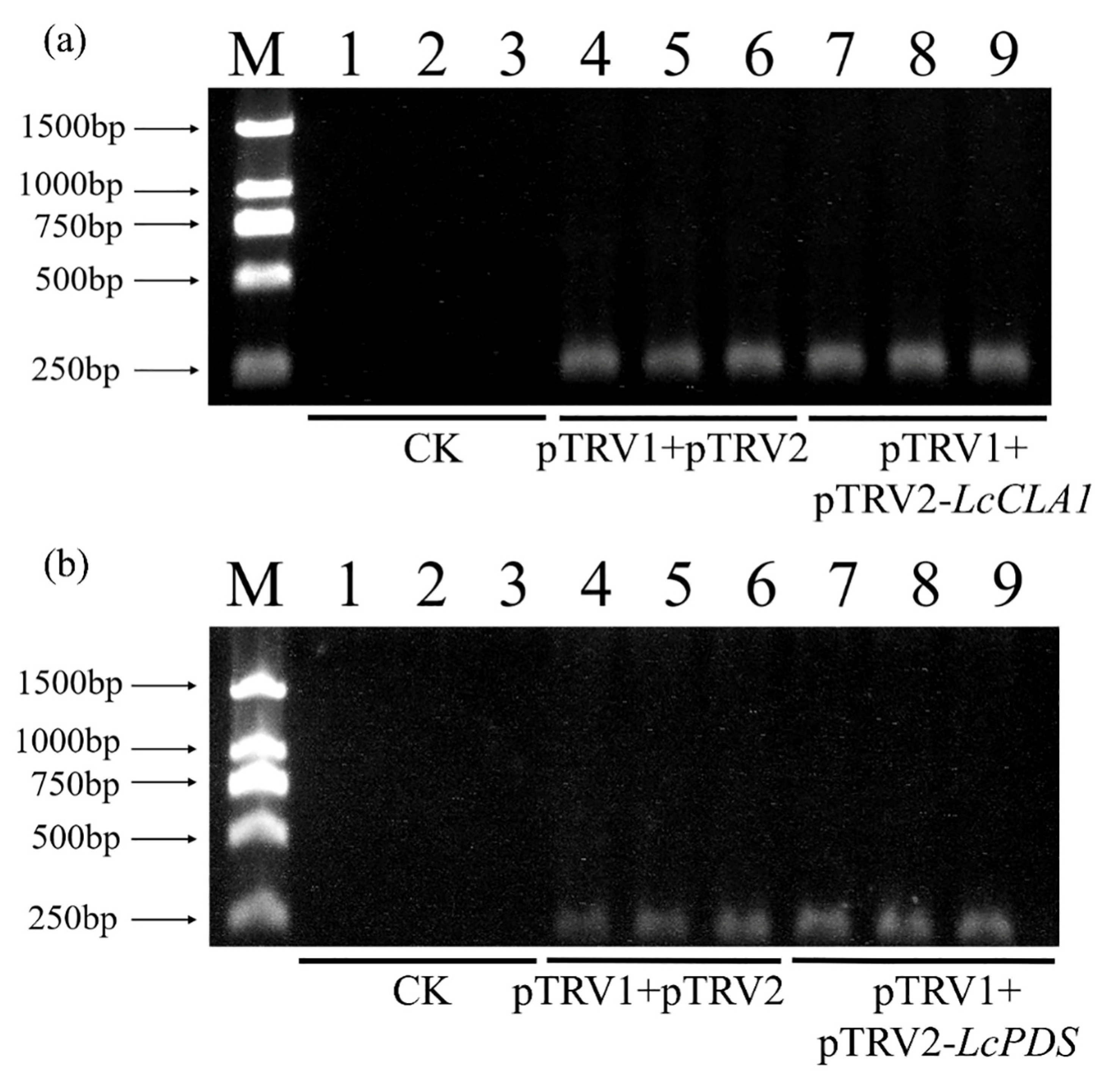 Plants 12 02458 g002 Plants 12 02458 g002