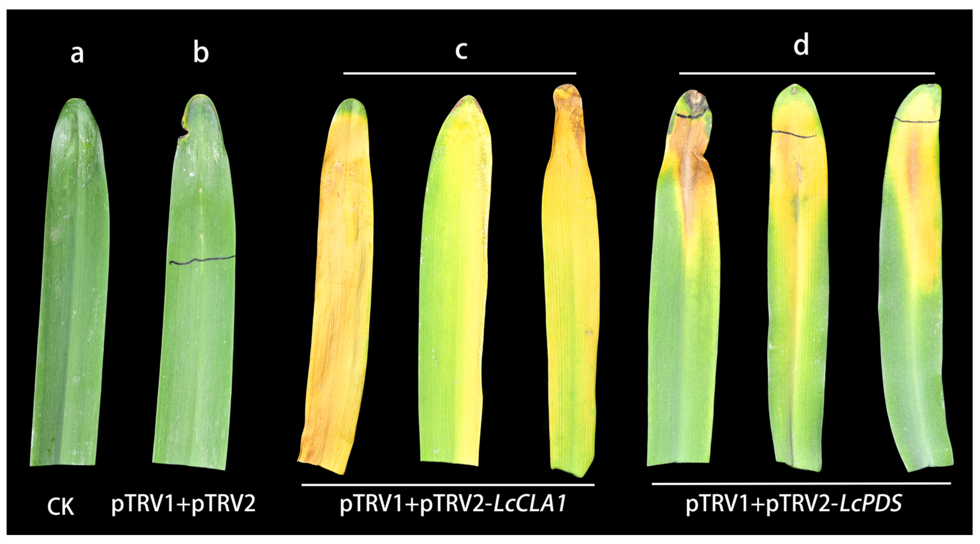 Plants 12 02458 g003 Plants 12 02458 g003