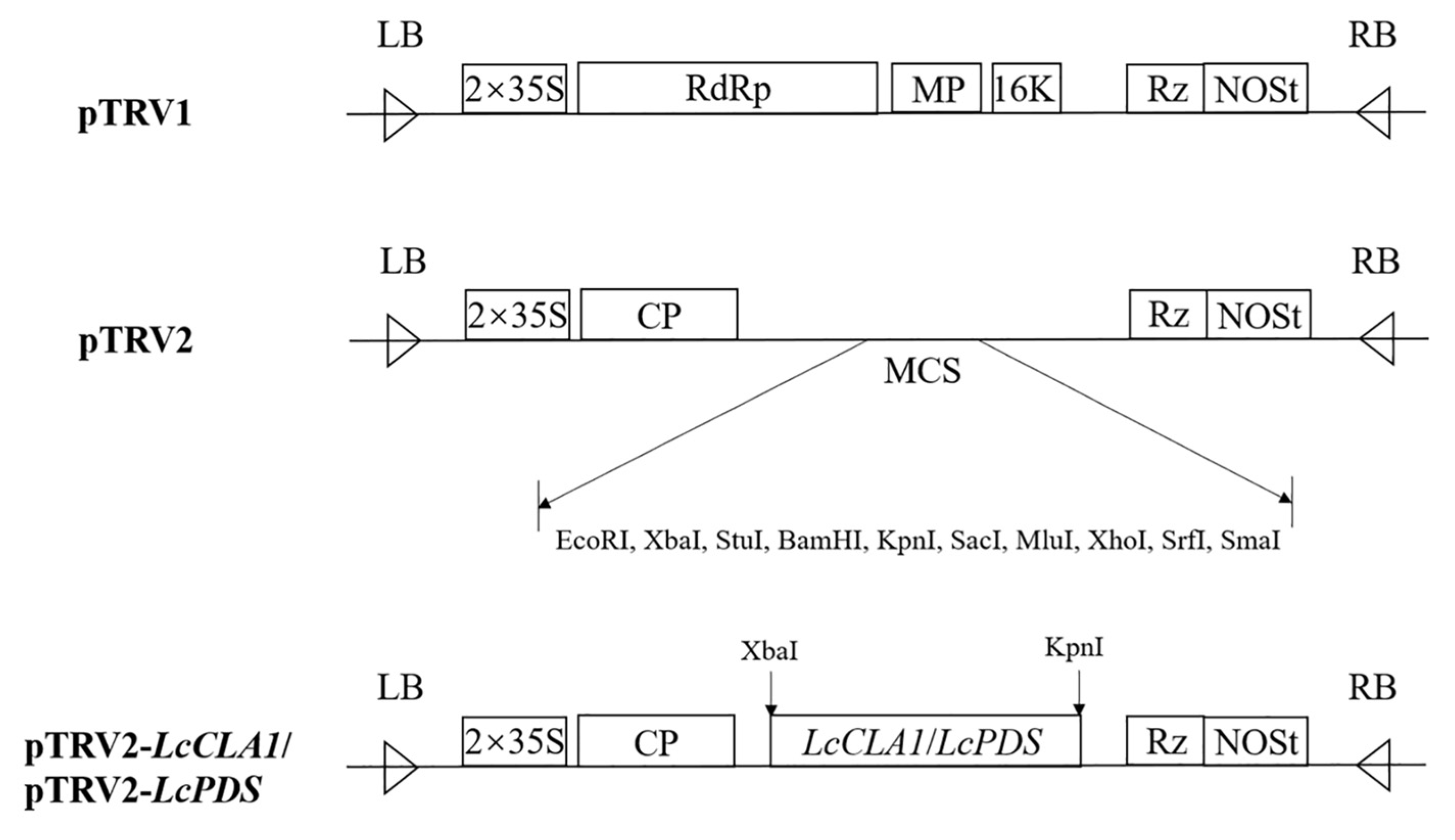 Plants 12 02458 g005 Plants 12 02458 g005