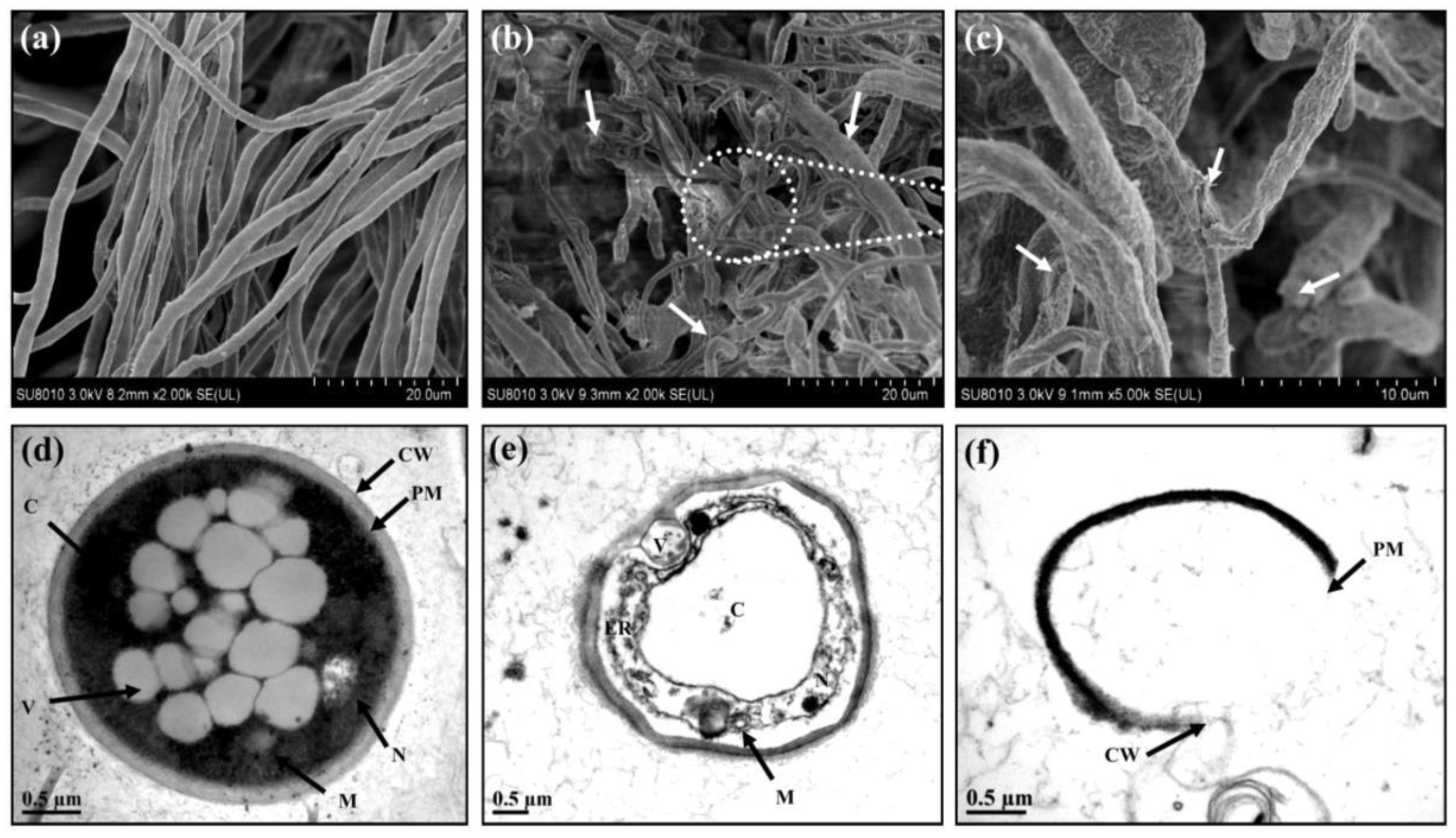 Plants 12 02461 g007 Plants 12 02461 g007