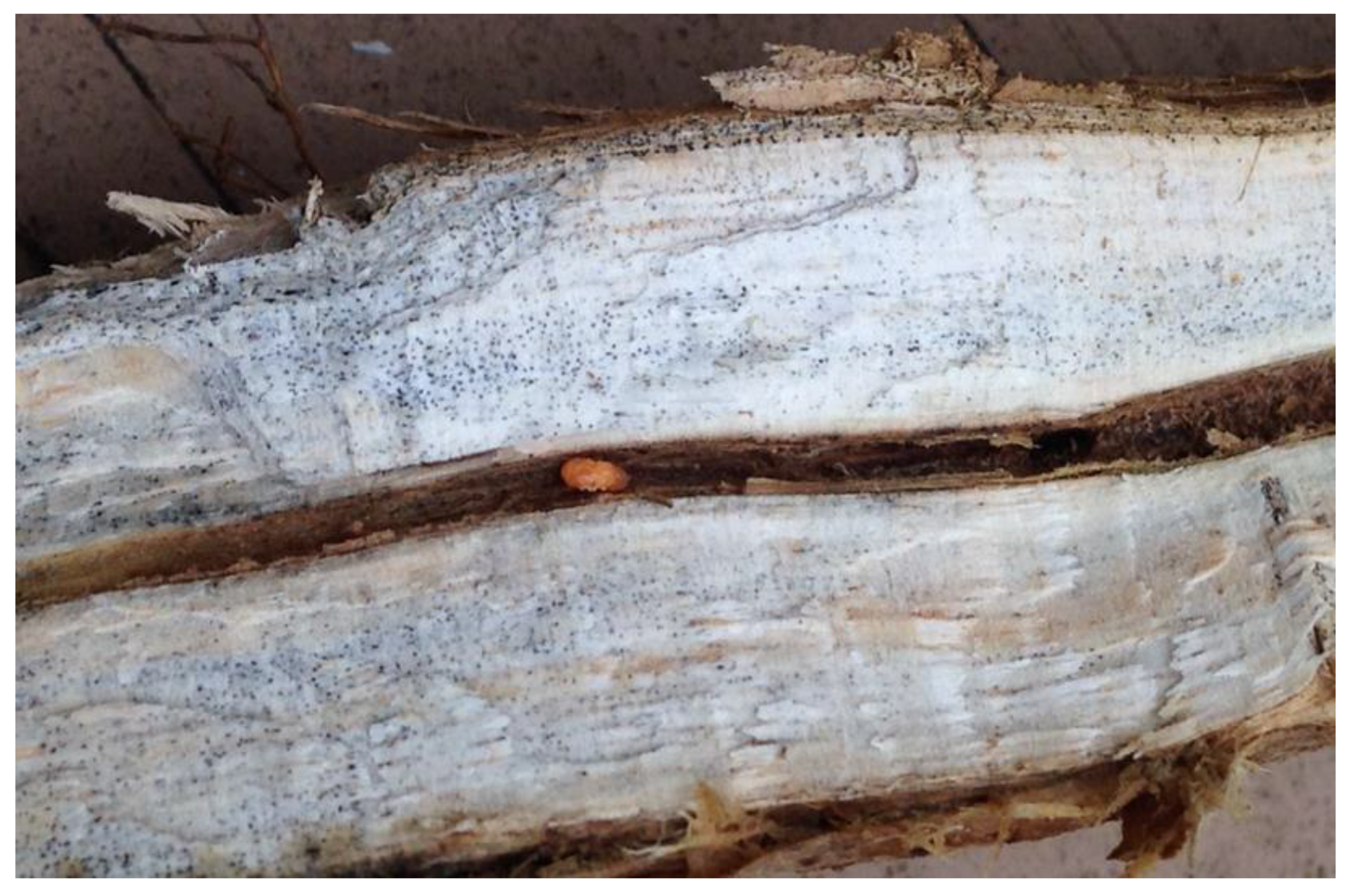 Plants 12 02467 g001