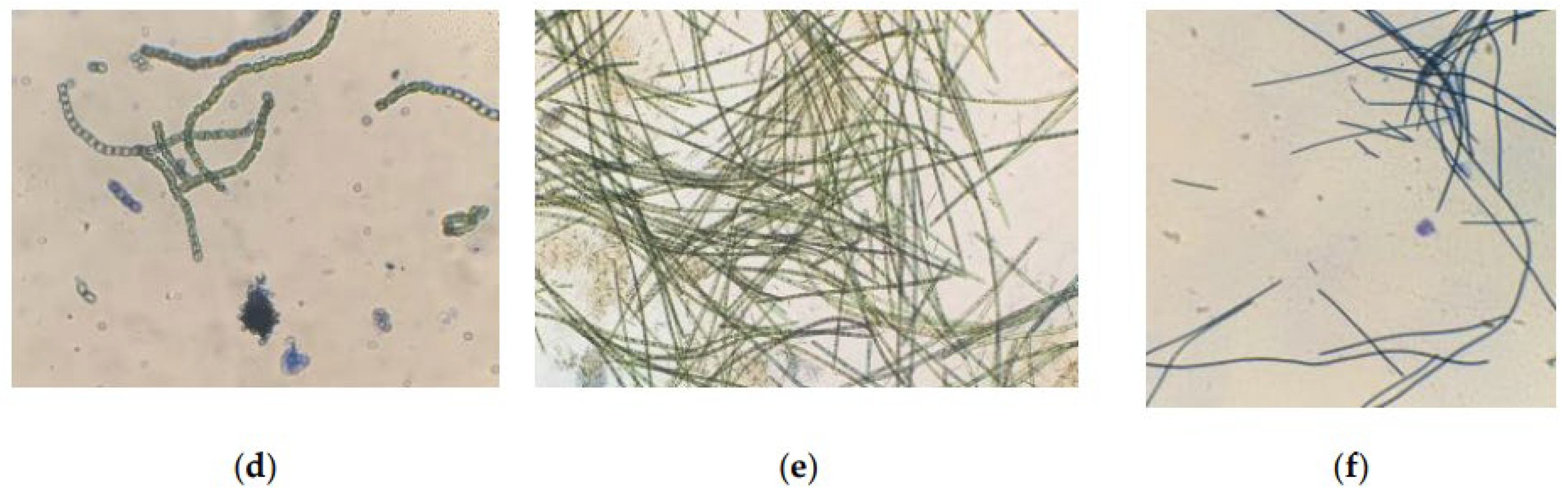 Plants 12 02470 g008b Plants 12 02470 g008b