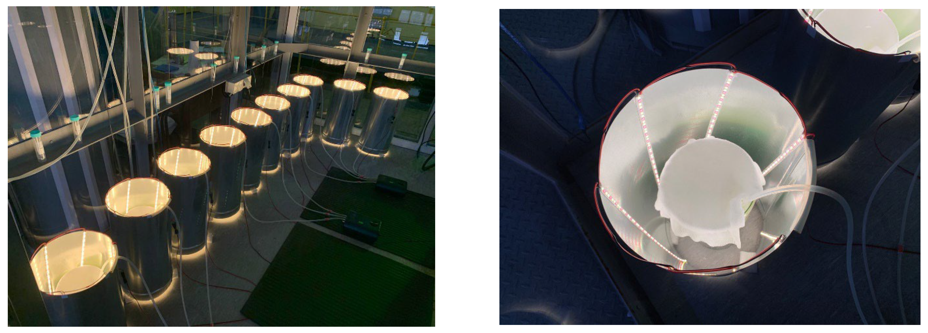 Plants 12 02470 g011 Plants 12 02470 g011