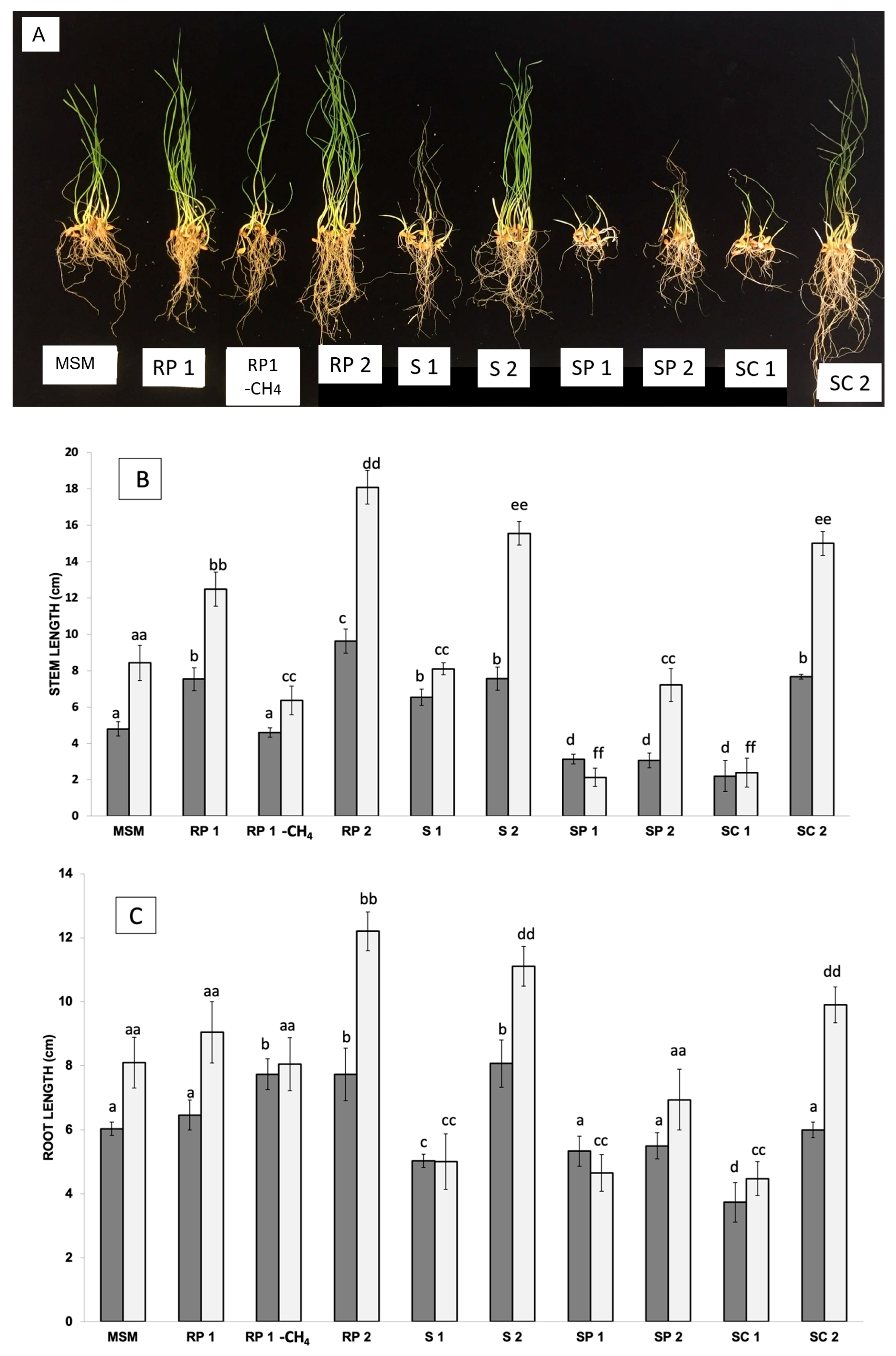 Plants 12 02487 g002a Plants 12 02487 g002a