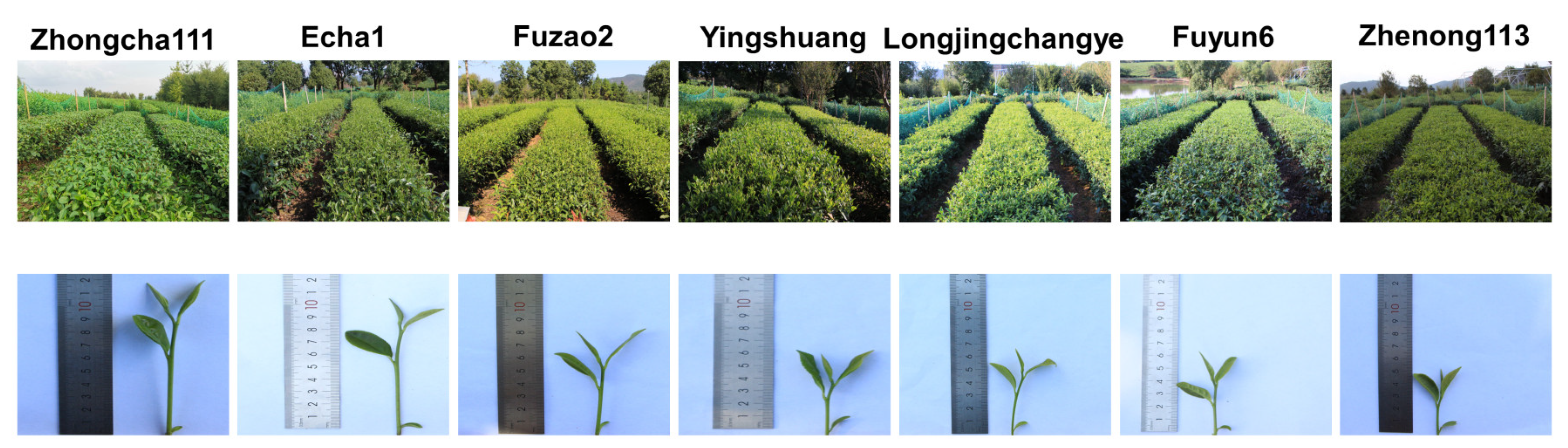 Plants 12 02508 g001 Plants 12 02508 g001