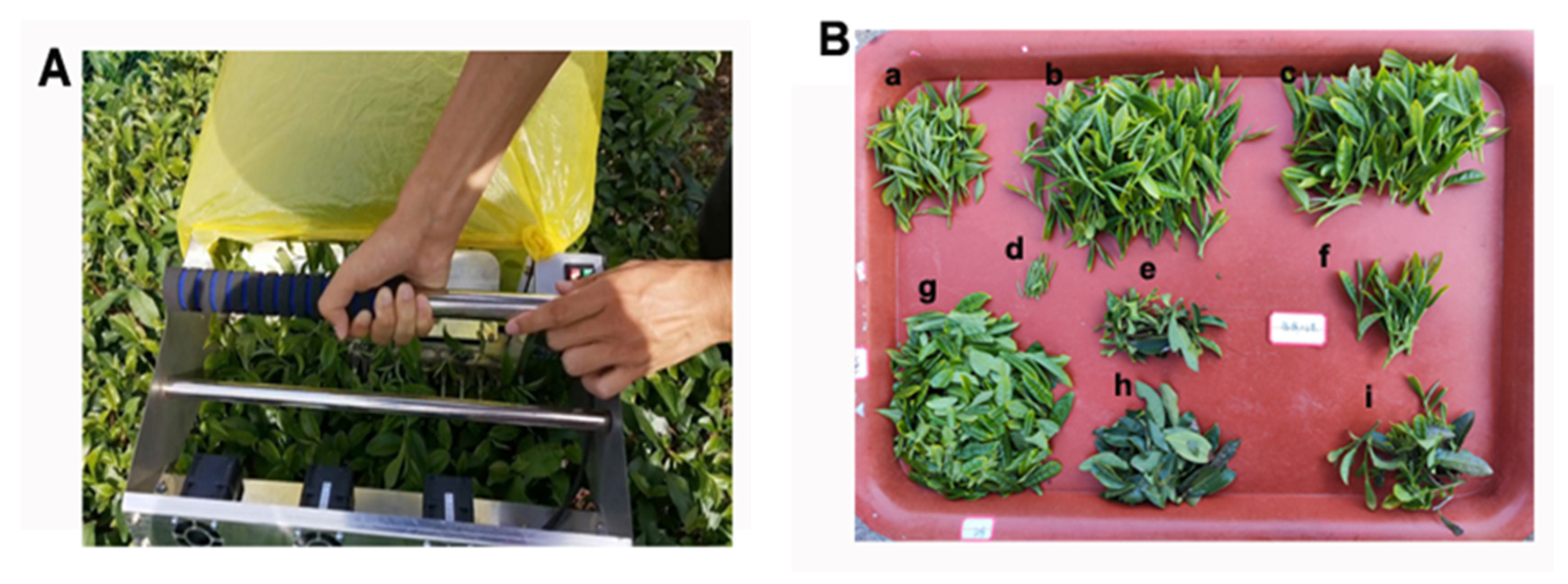 Plants 12 02508 g003 Plants 12 02508 g003