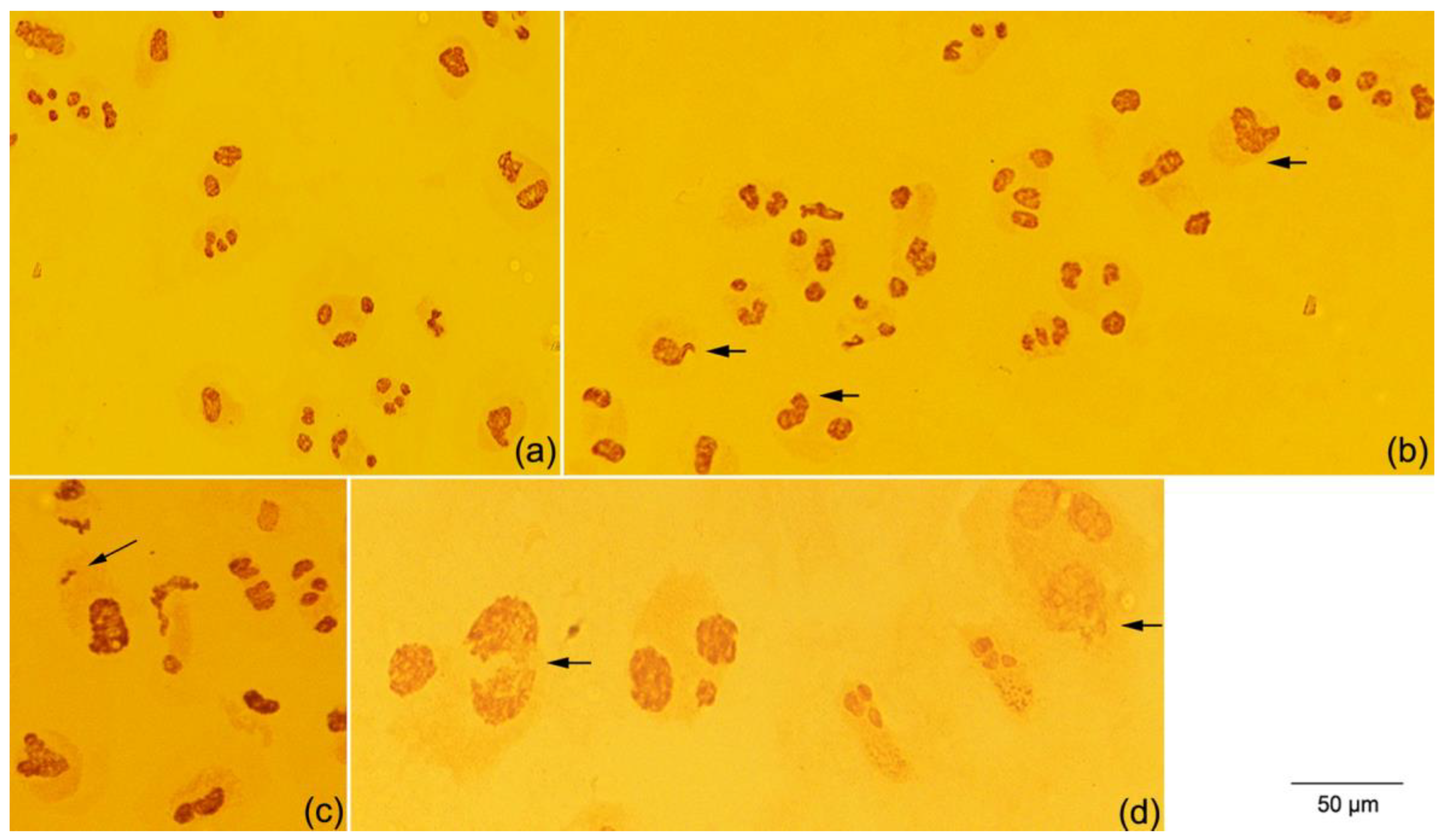 Plants 12 02517 g004