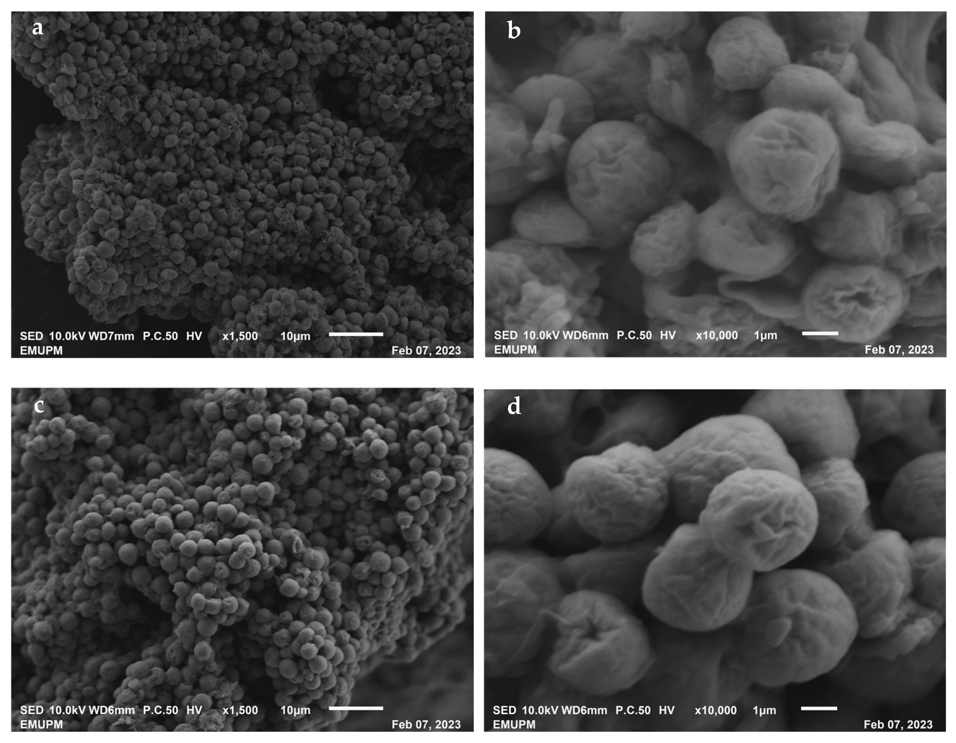 Plants 12 02536 g005 Plants 12 02536 g005