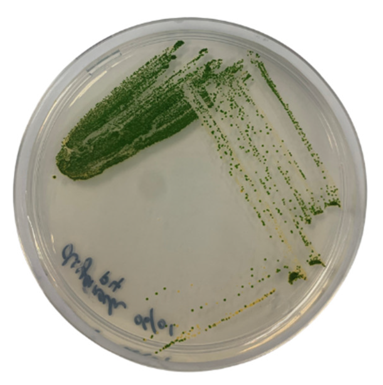 Plants 12 02536 g009 Plants 12 02536 g009