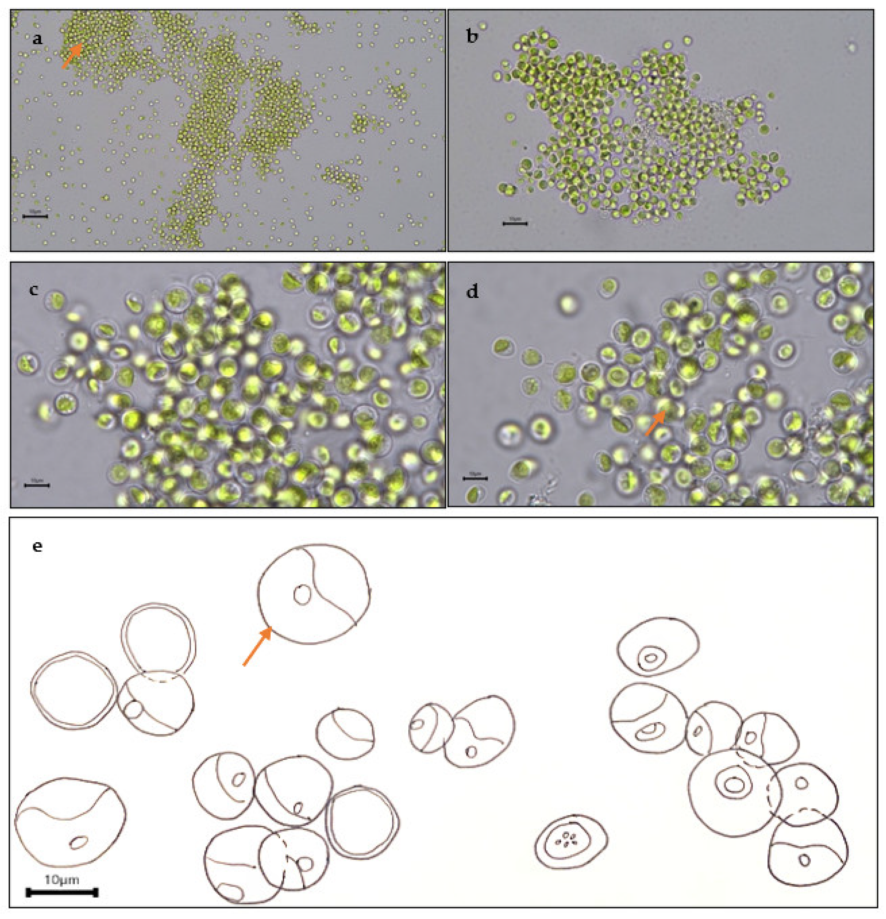 Plants 12 02536 g010 Plants 12 02536 g010
