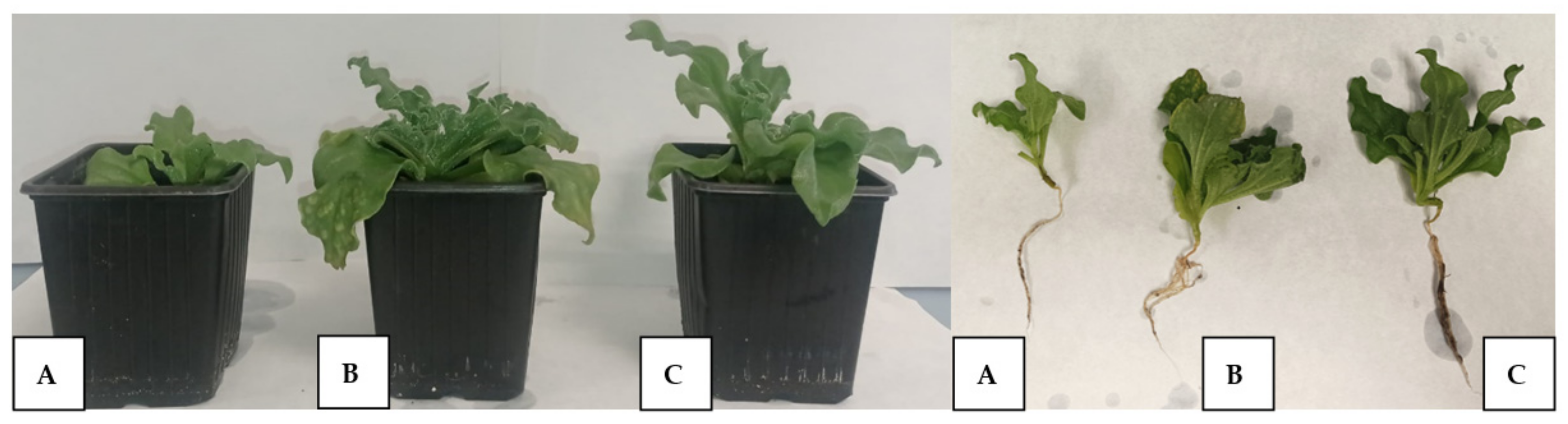 Plants 12 02545 g007