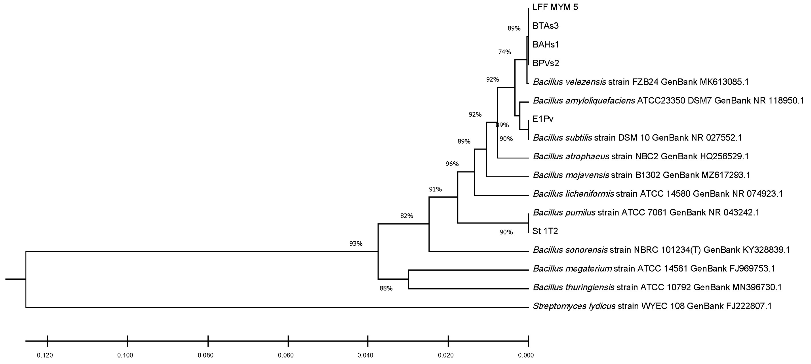 Plants 12 02553 g001