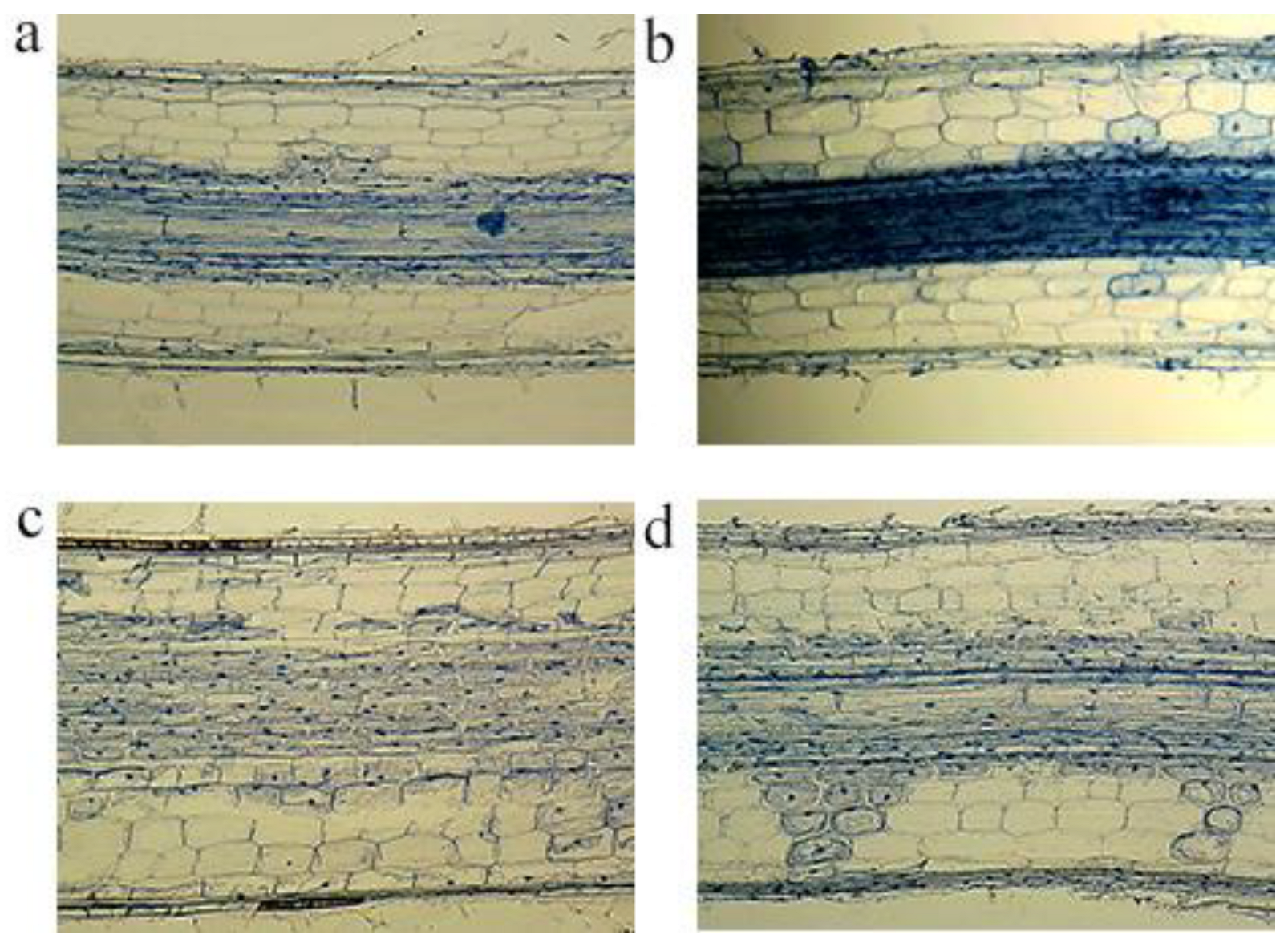 Plants 12 02554 g007 Plants 12 02554 g007