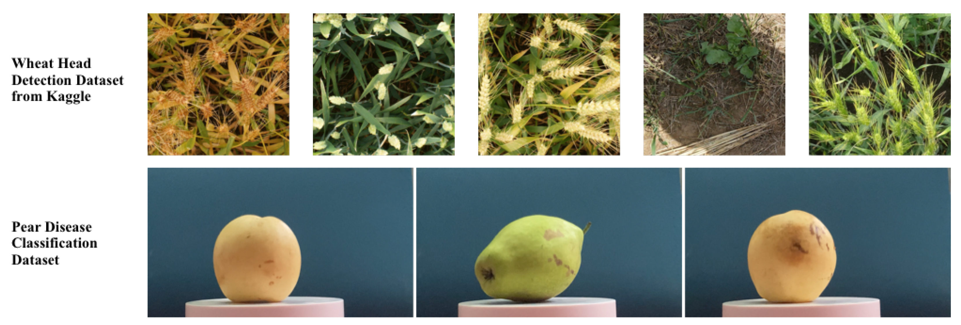 Plants 12 02559 g002 550