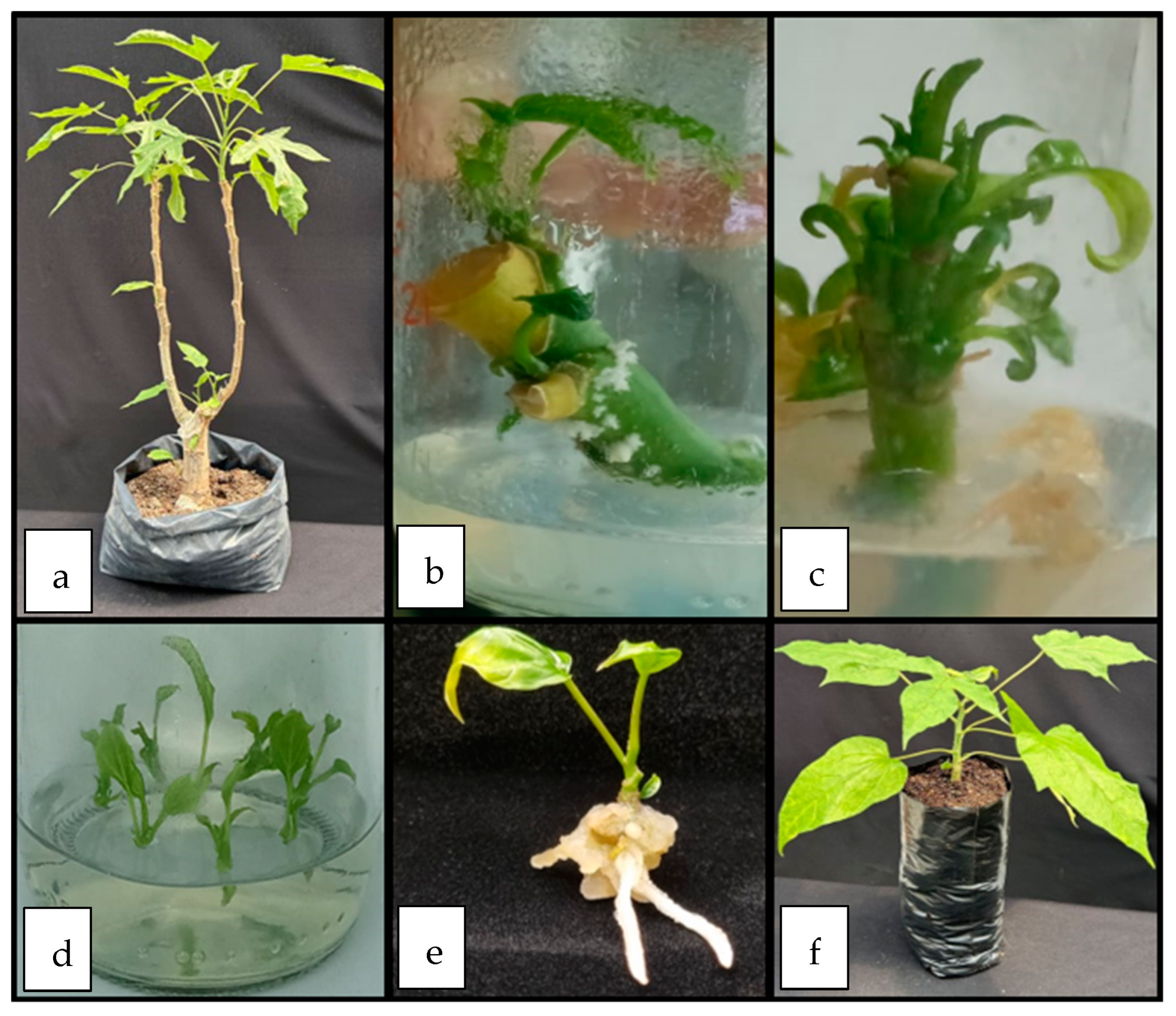 Plants 12 02560 g003 Plants 12 02560 g003