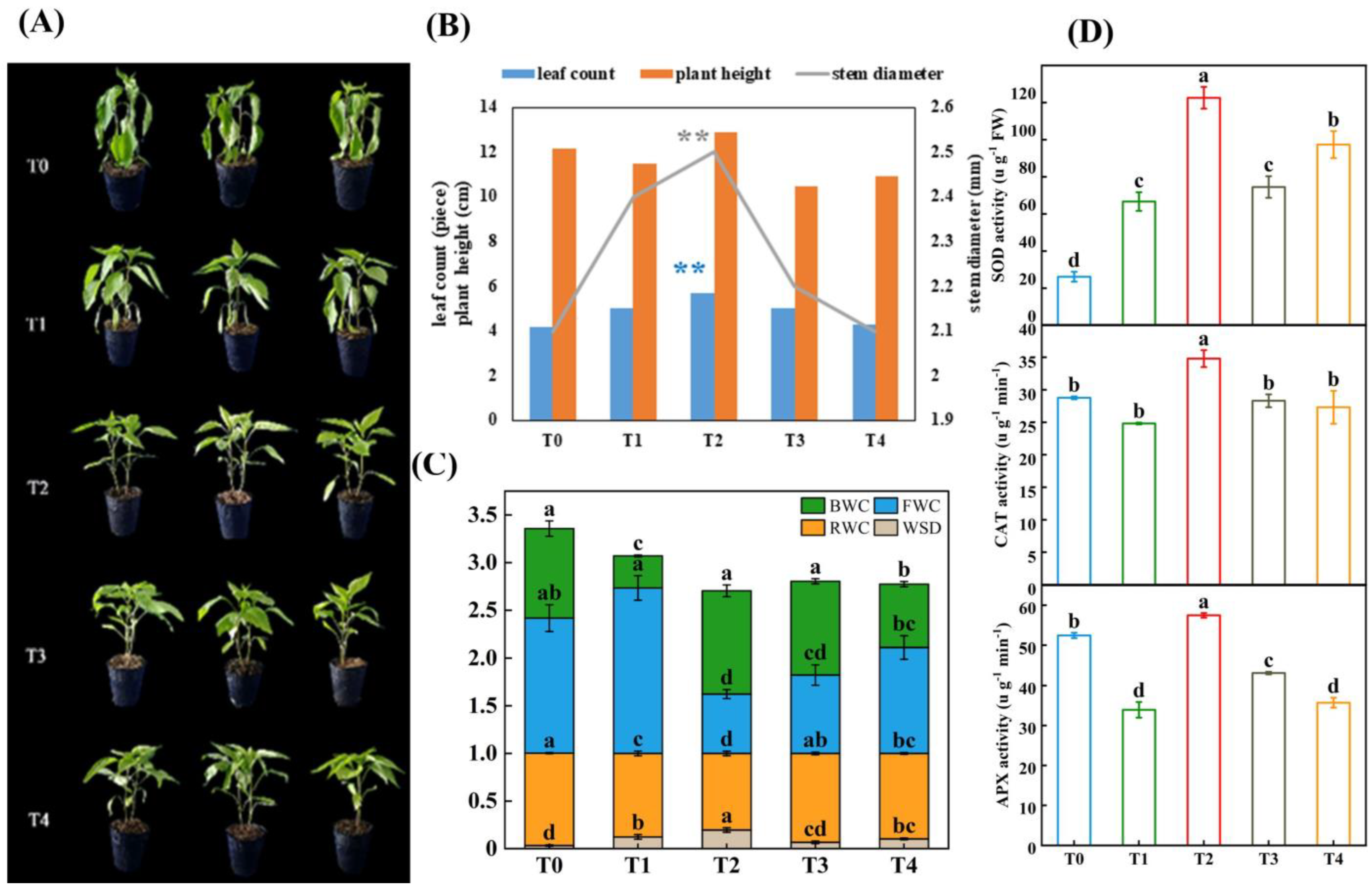 Plants 12 02563 g001 Plants 12 02563 g001