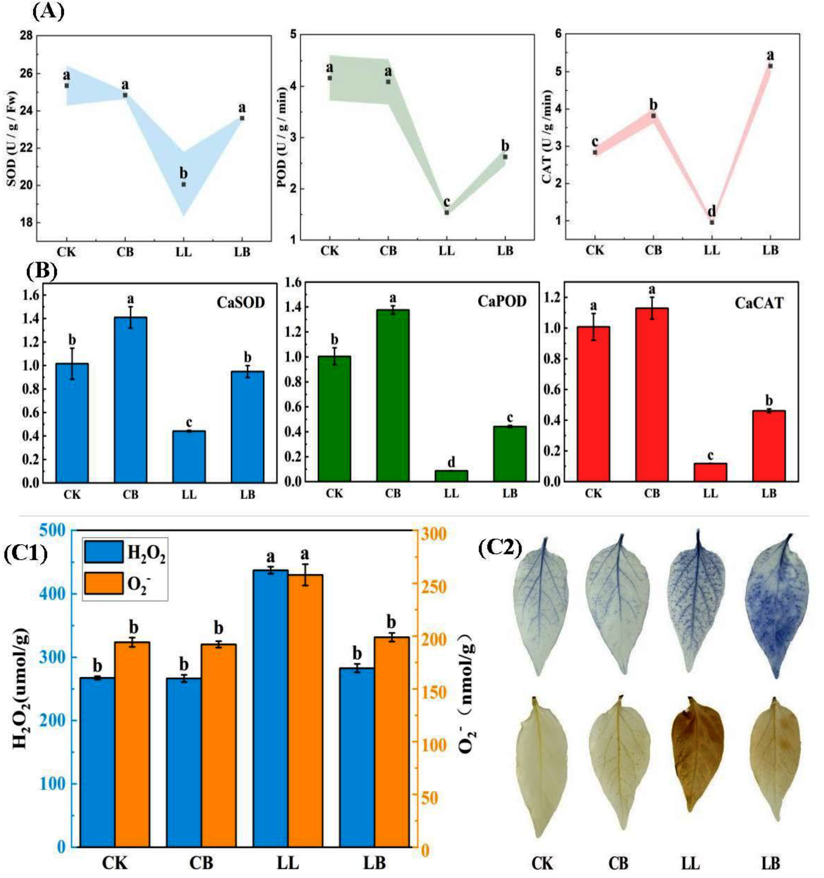 Plants 12 02563 g007 Plants 12 02563 g007