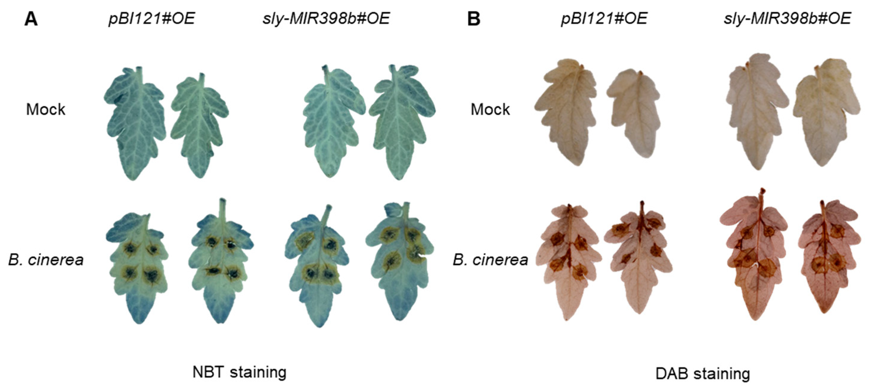 Plants 12 02572 g003 Plants 12 02572 g003