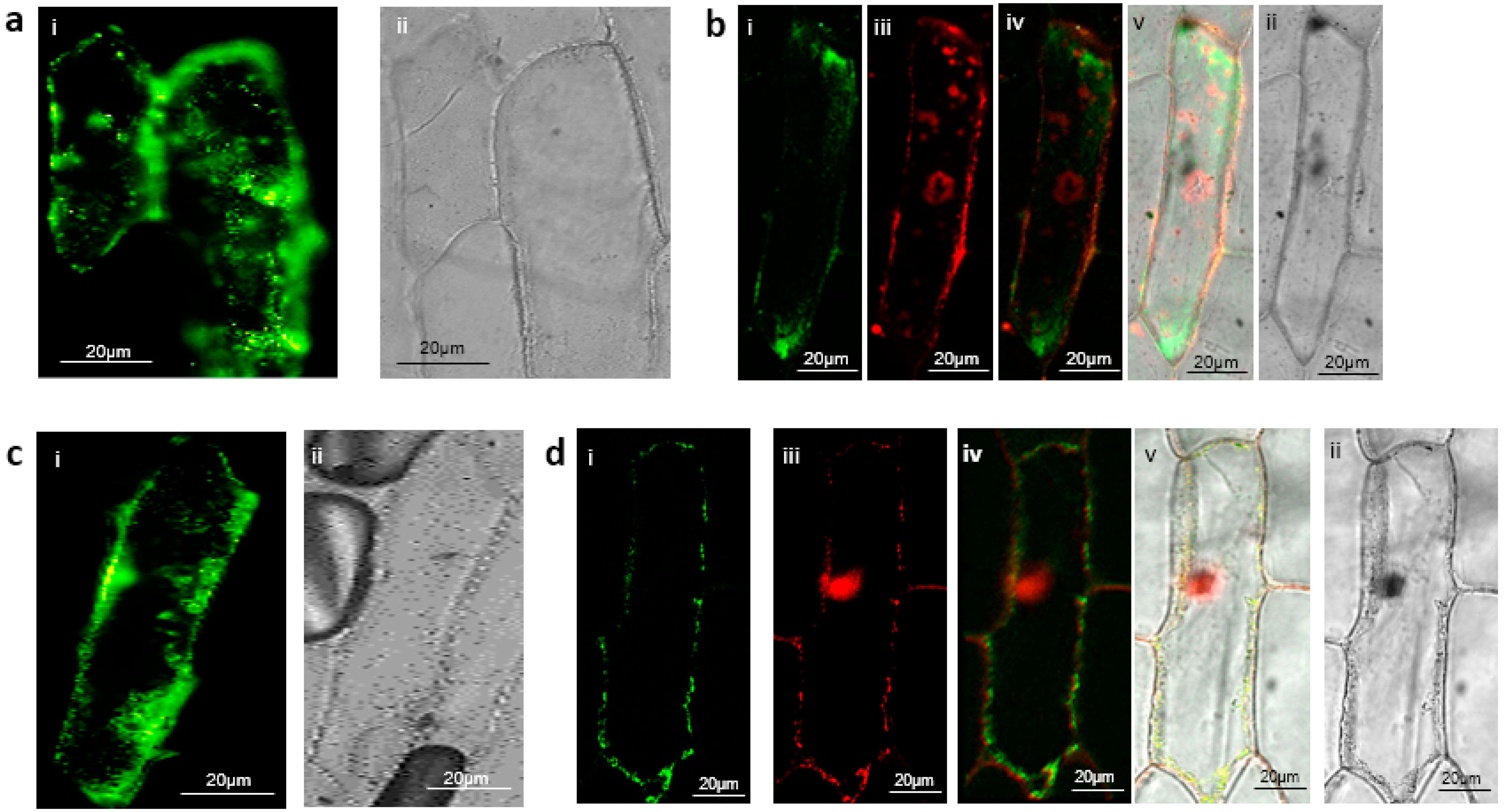 Plants 12 02586 g003