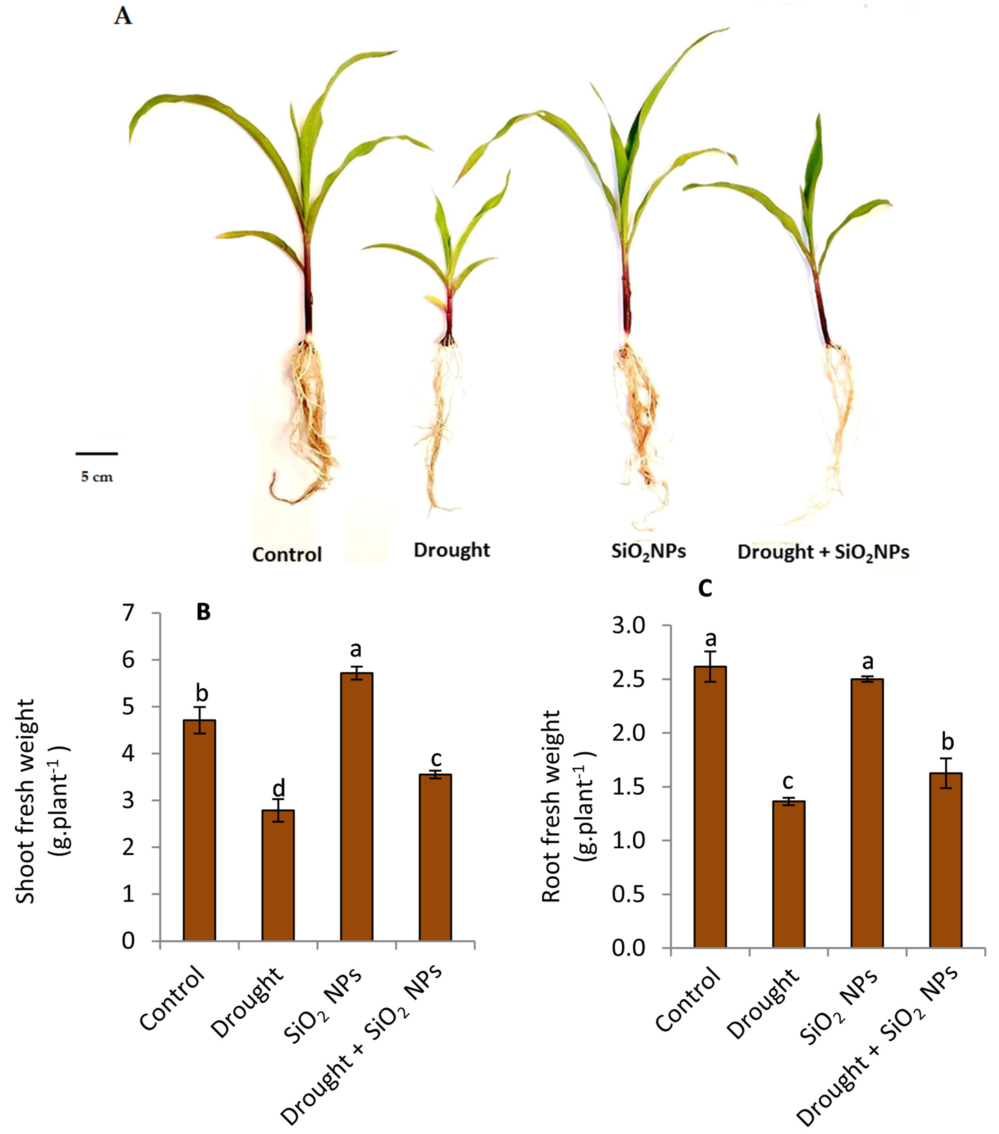 Plants 12 02592 g003 Plants 12 02592 g003